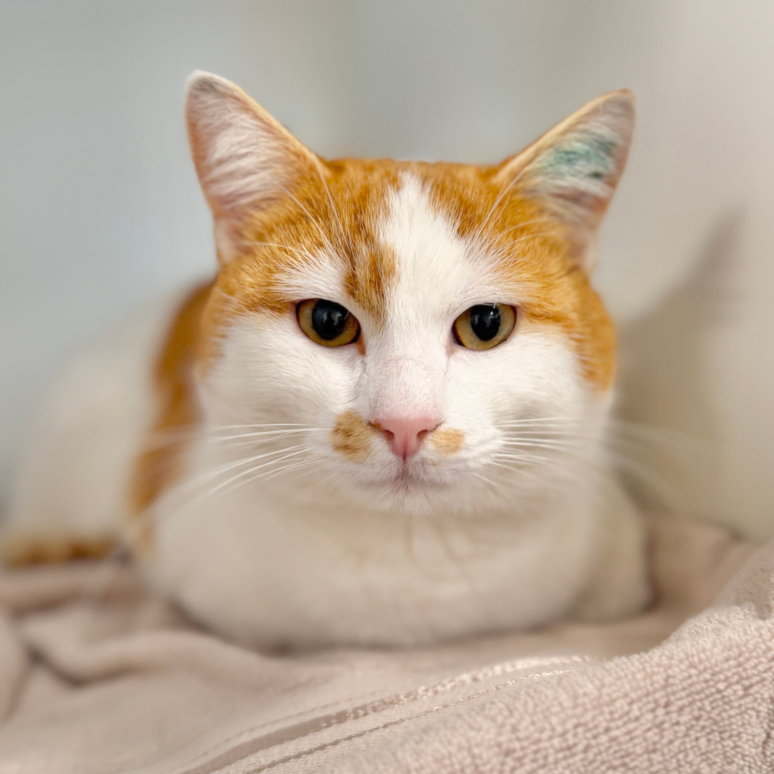 Gingey - Domestic Shorthair cat available for adoption at Lort Smith in Melbourne