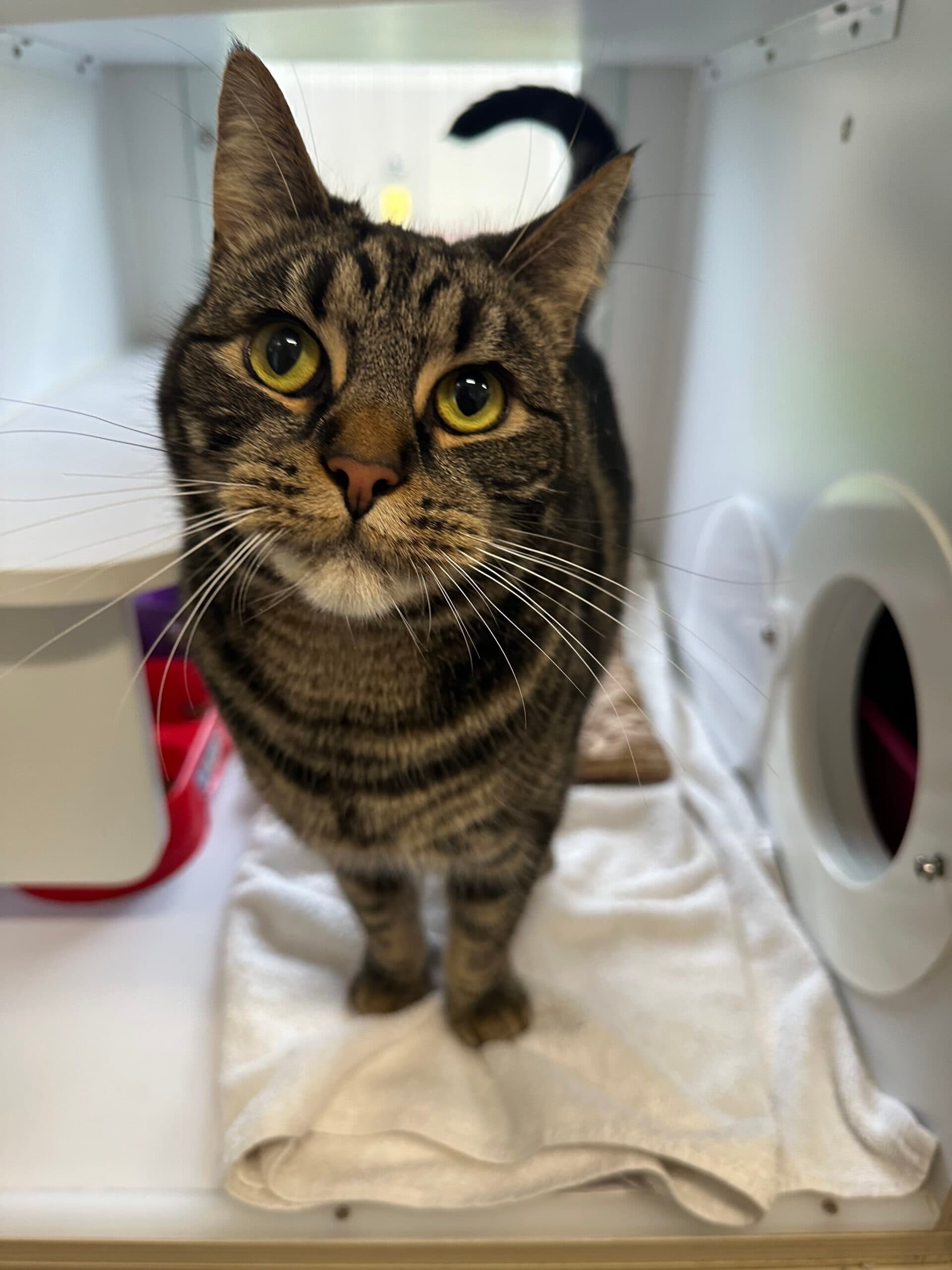 Gustavo - Domestic Shorthair cat available for adoption at Lort Smith in Melbourne