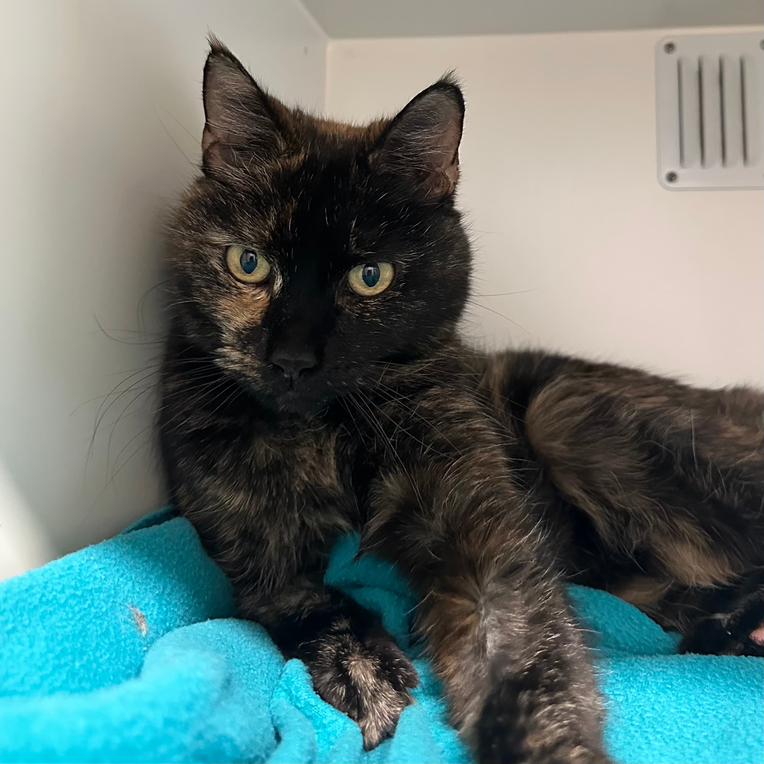 Mavis - Domestic Shorthair cat available for adoption at Lort Smith in Melbourne