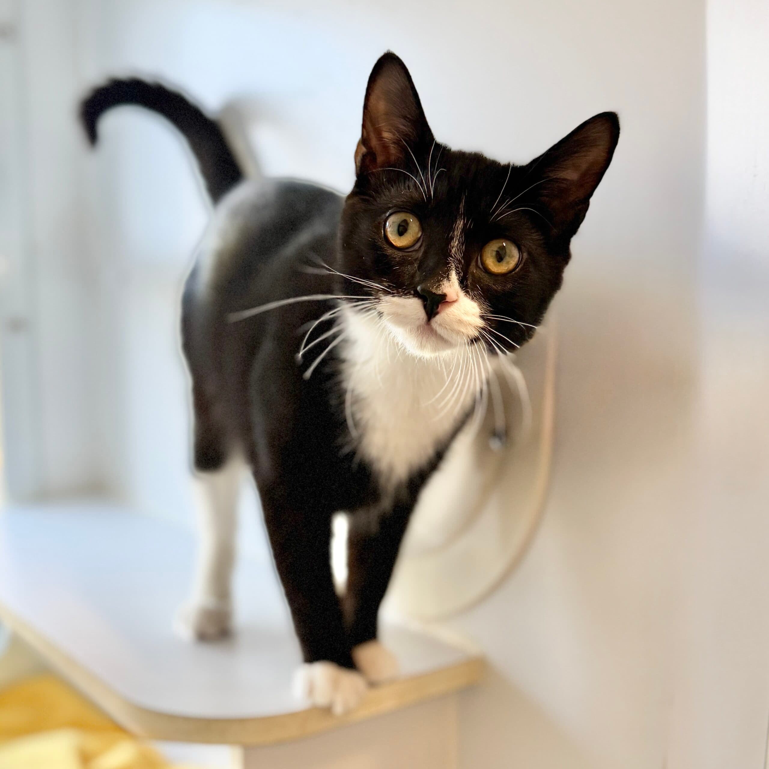 Peewee - Domestic Shorthair cat available for adoption at Lort Smith in Melbourne