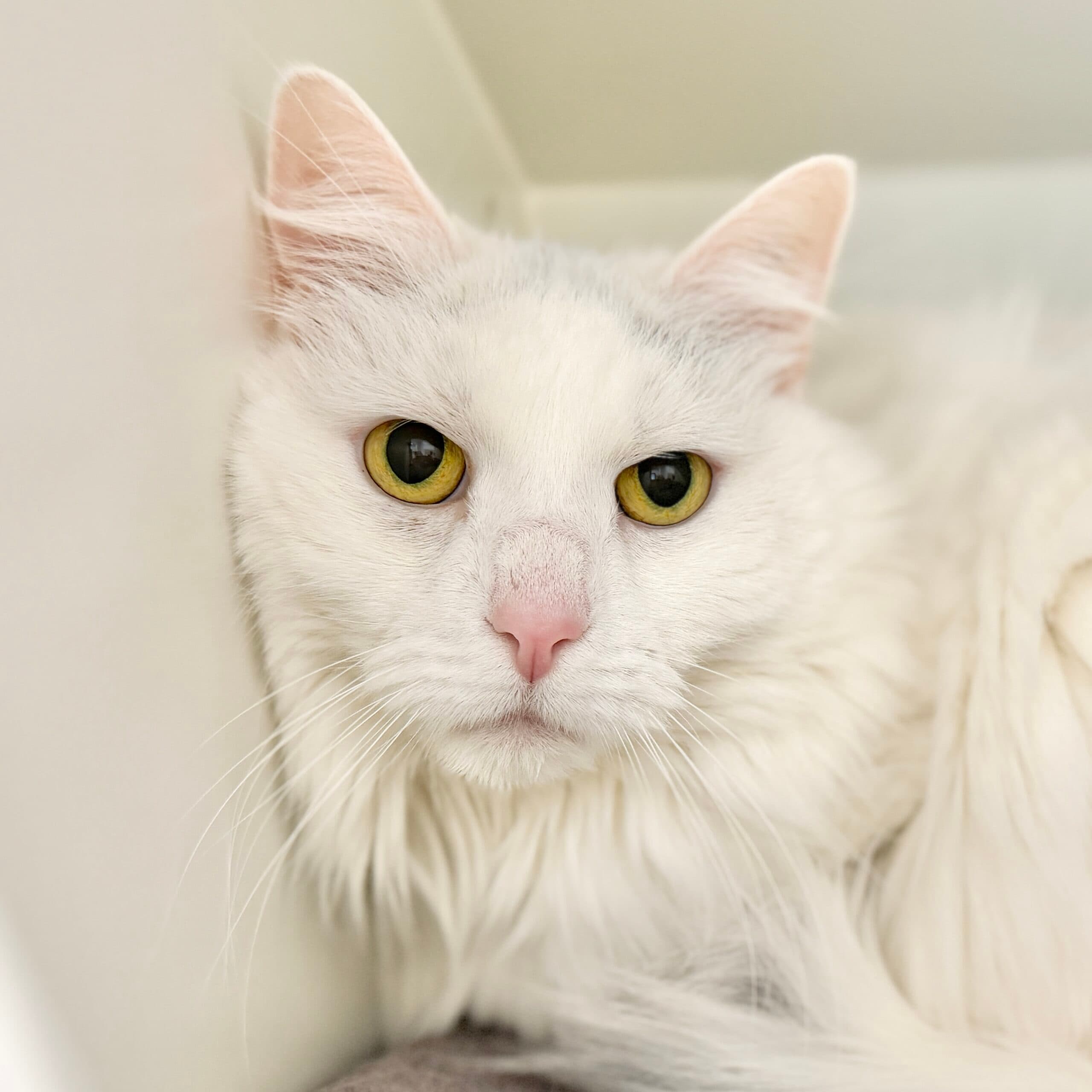 Jaspa - Domestic Shorthair cat available for adoption at Lort Smith in Melbourne