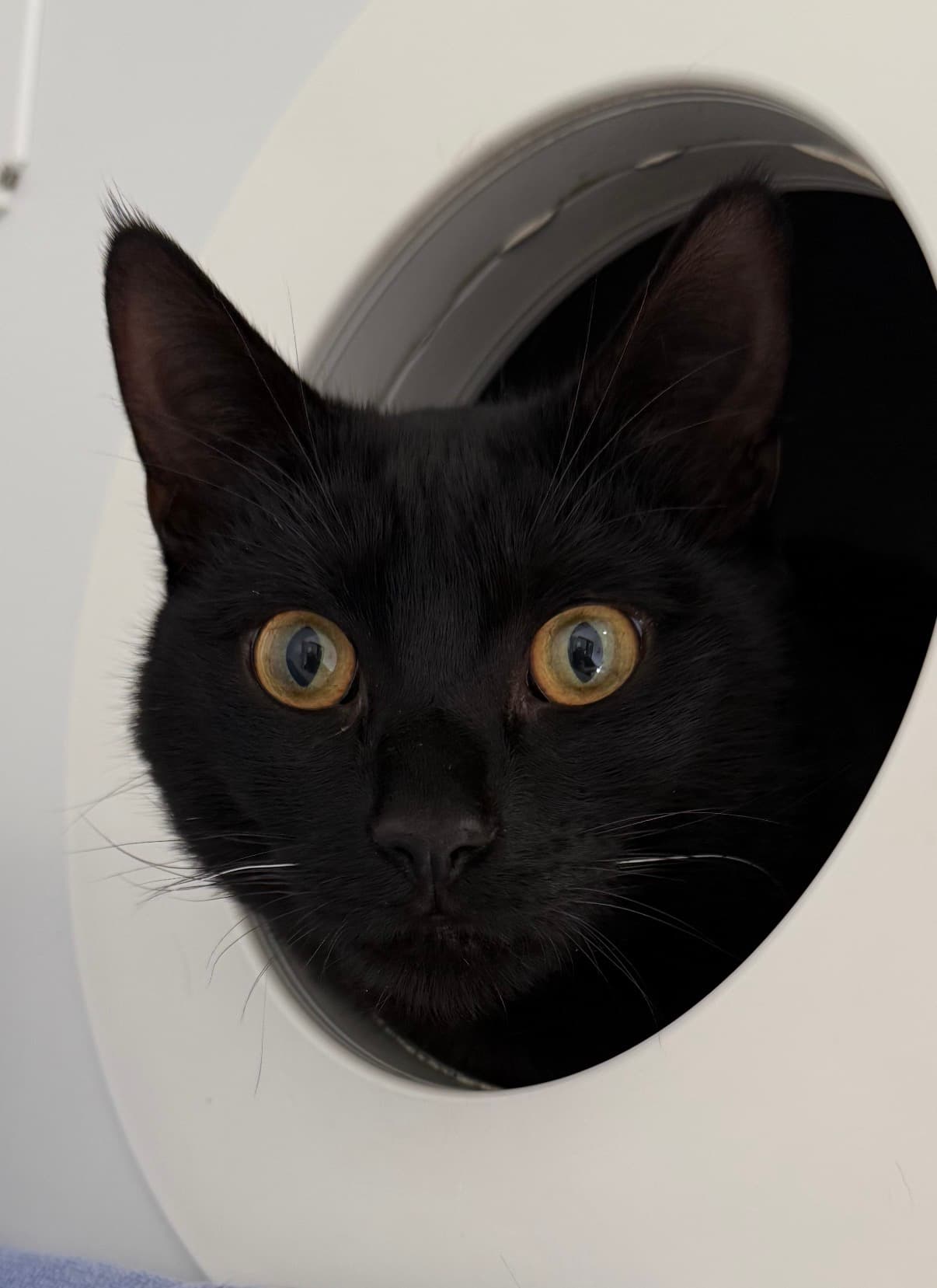 Eddie - Domestic Shorthair cat available for adoption at Lort Smith in Melbourne
