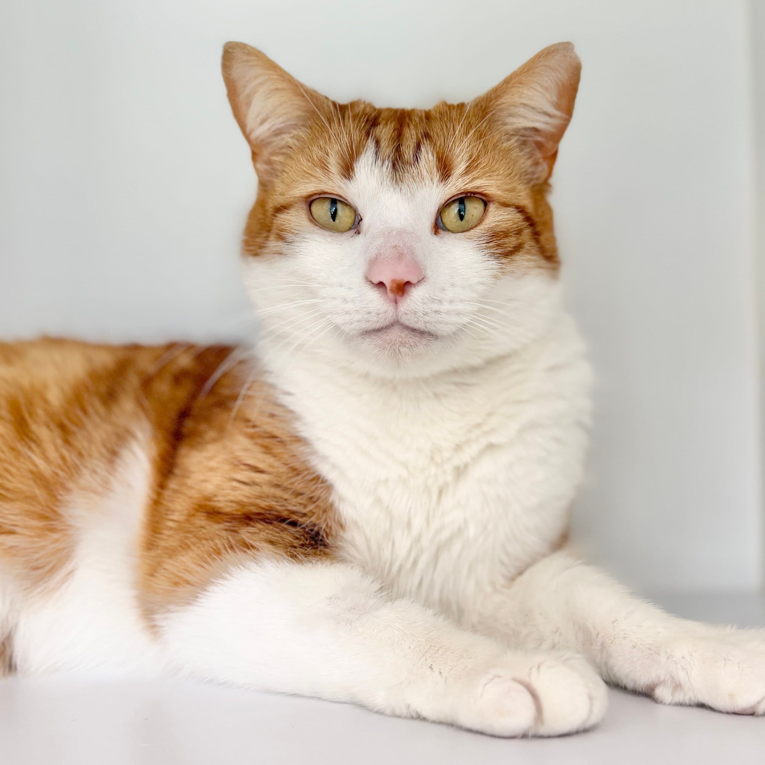Simba - Domestic Shorthair cat available for adoption at Lort Smith in Melbourne