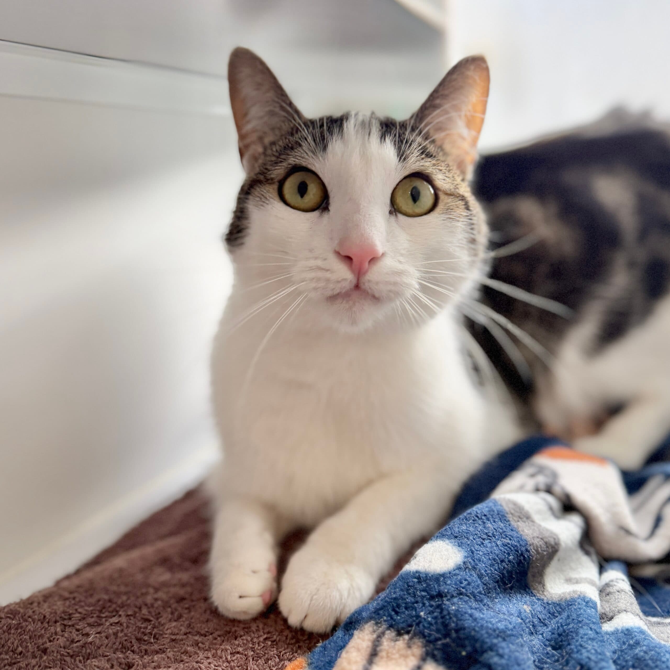 Theo - Domestic Shorthair cat available for adoption at Lort Smith in Melbourne