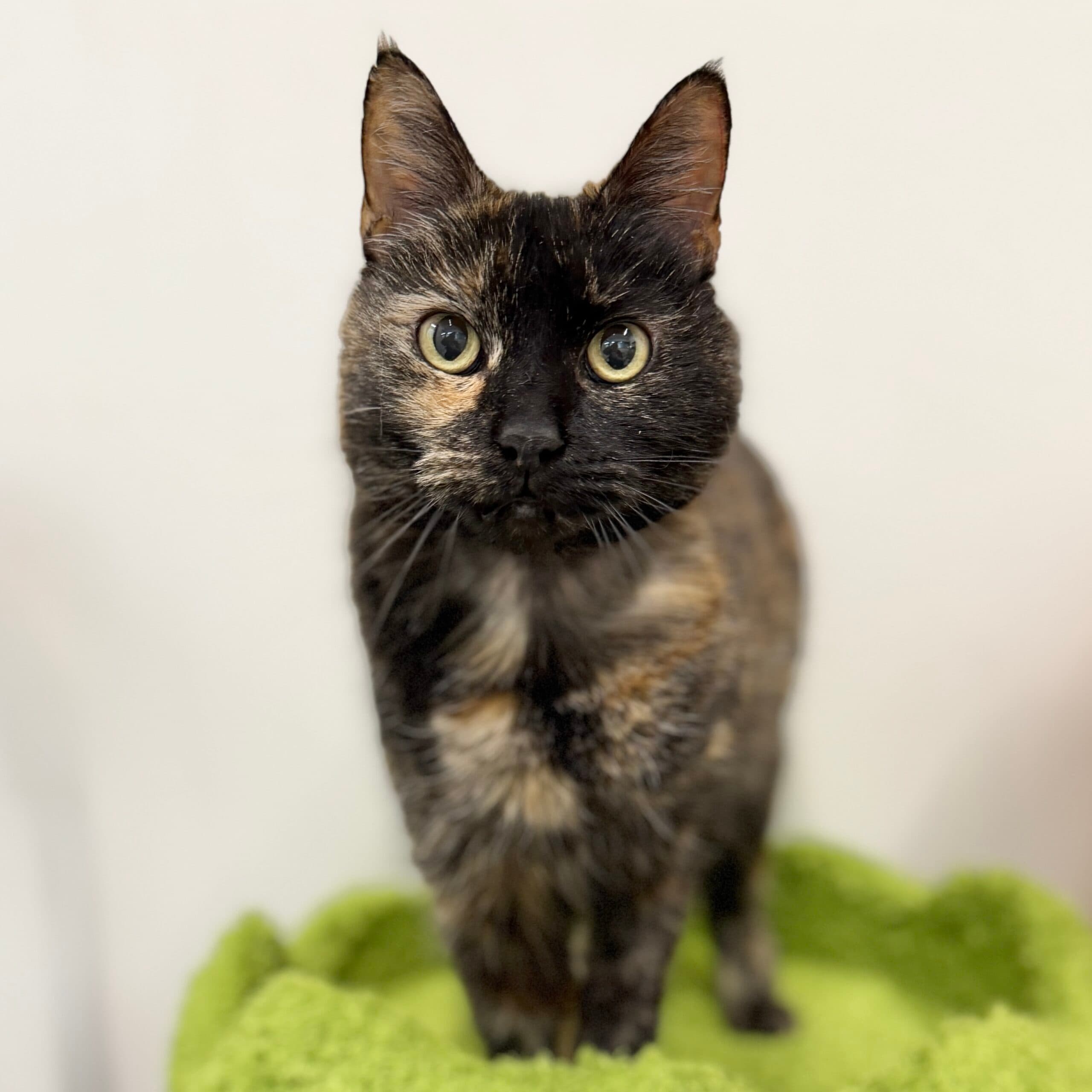 Mavis - Domestic Shorthair cat available for adoption in Melbourne