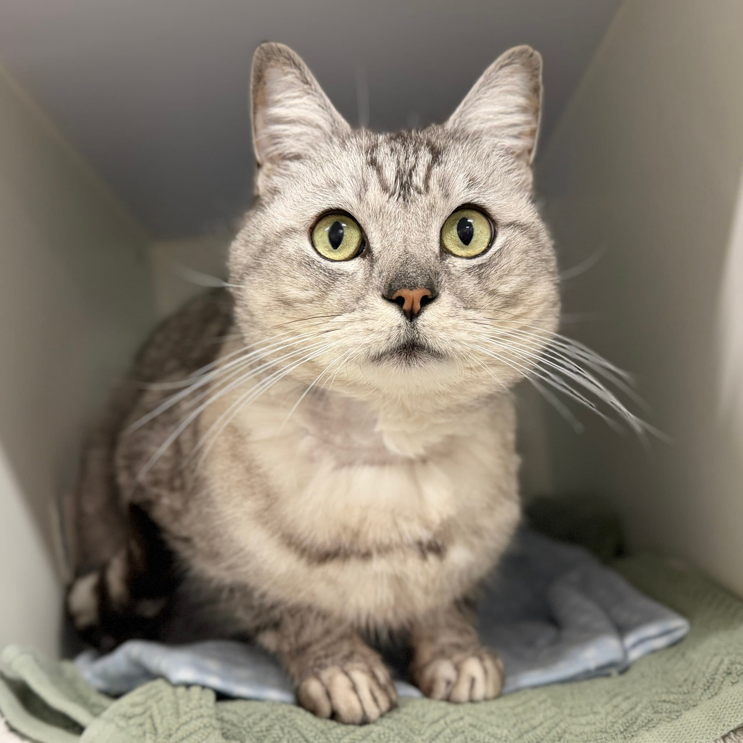Chich - Domestic Shorthair cat available for adoption at Lort Smith in Melbourne
