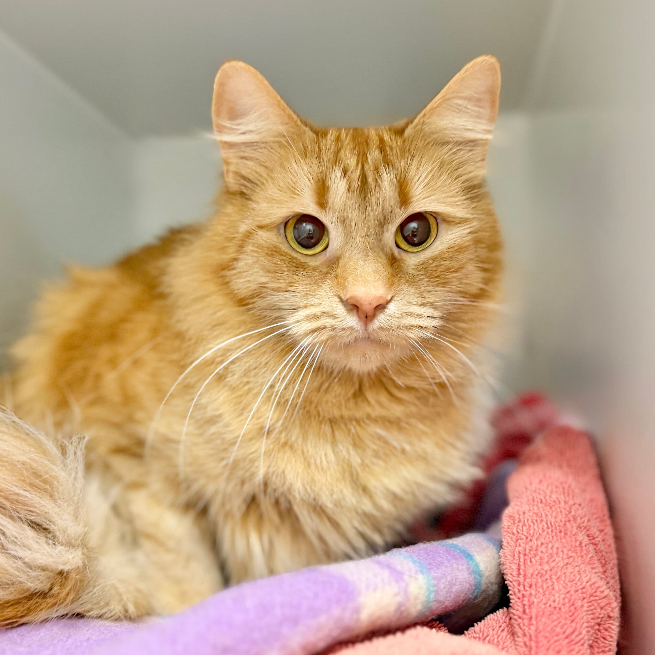 Jessica - Domestic Shorthair cat available for adoption at Lort Smith in Melbourne