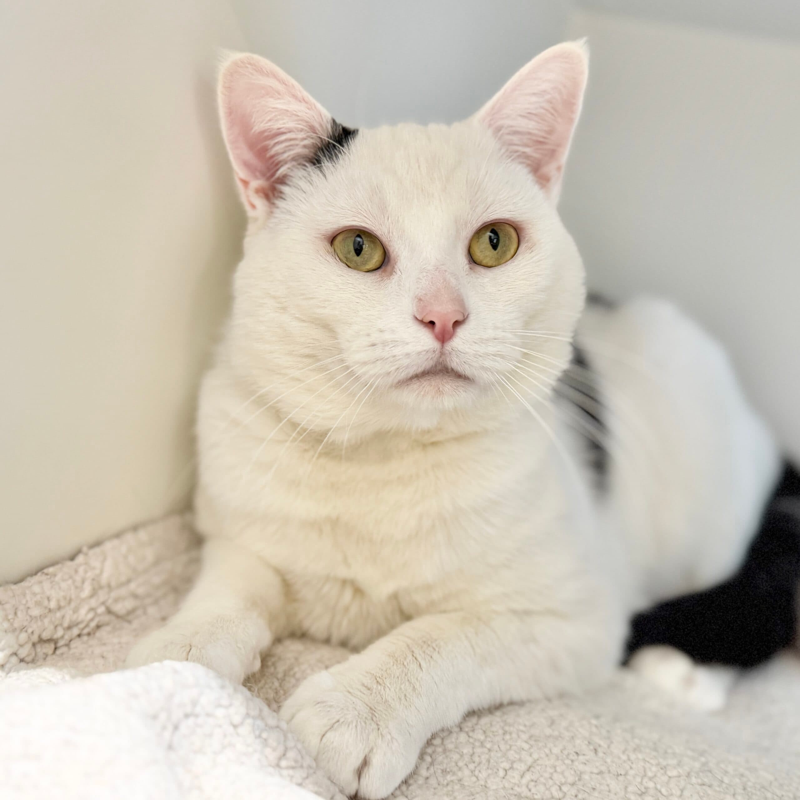 Streets - Domestic Shorthair cat available for adoption at Lort Smith in Melbourne