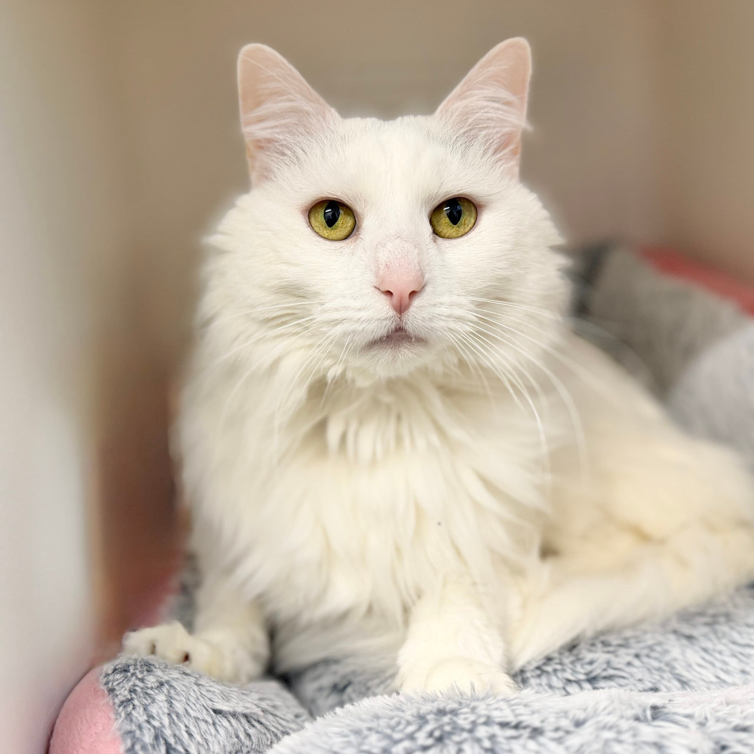 Jaspa - Domestic Shorthair cat available for adoption at Lort Smith in Melbourne