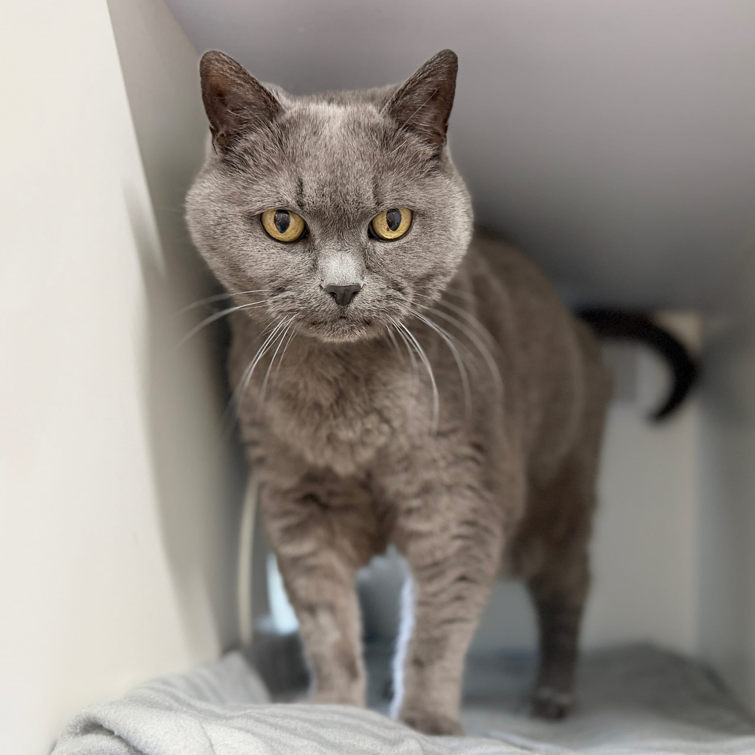 Jackie - Domestic Shorthair cat available for adoption at Lort Smith in Melbourne
