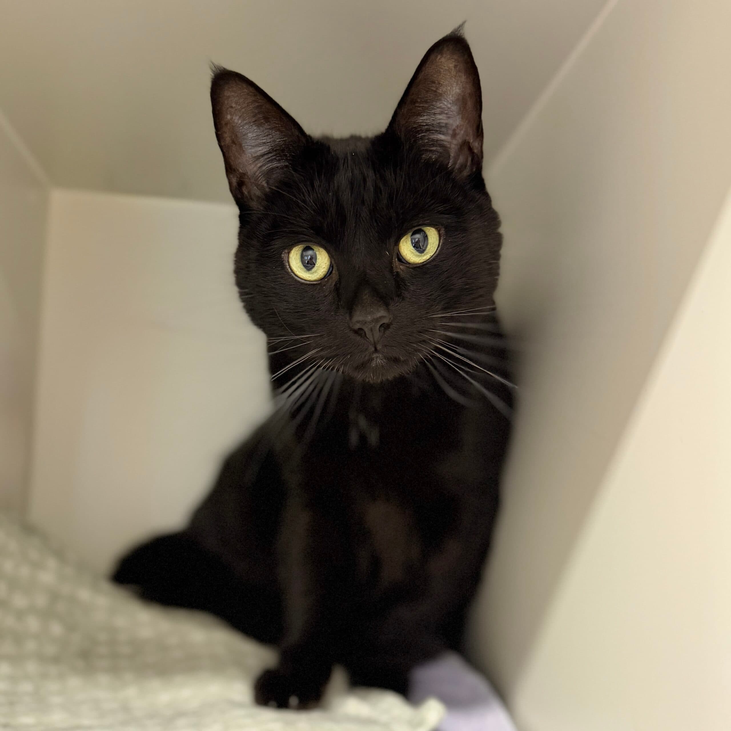 Loki - Domestic Shorthair cat available for adoption at Lort Smith in Melbourne