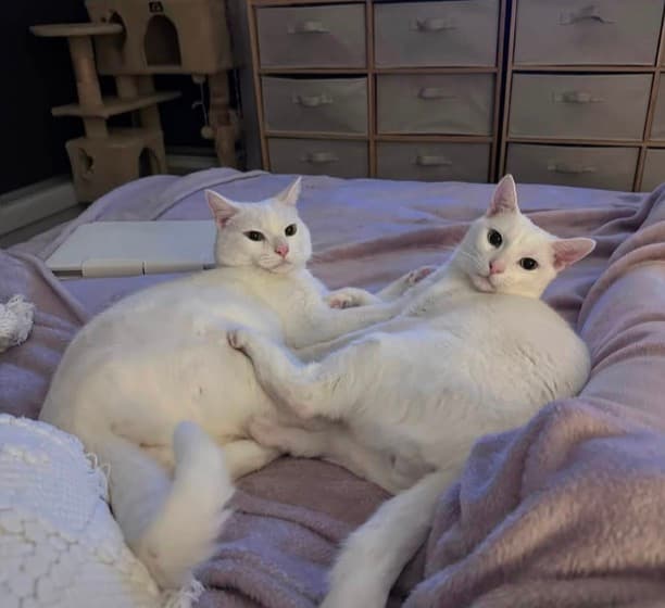 Marshmallow & Tofu - Domestic Shorthair cat available for adoption at Lort Smith in Melbourne