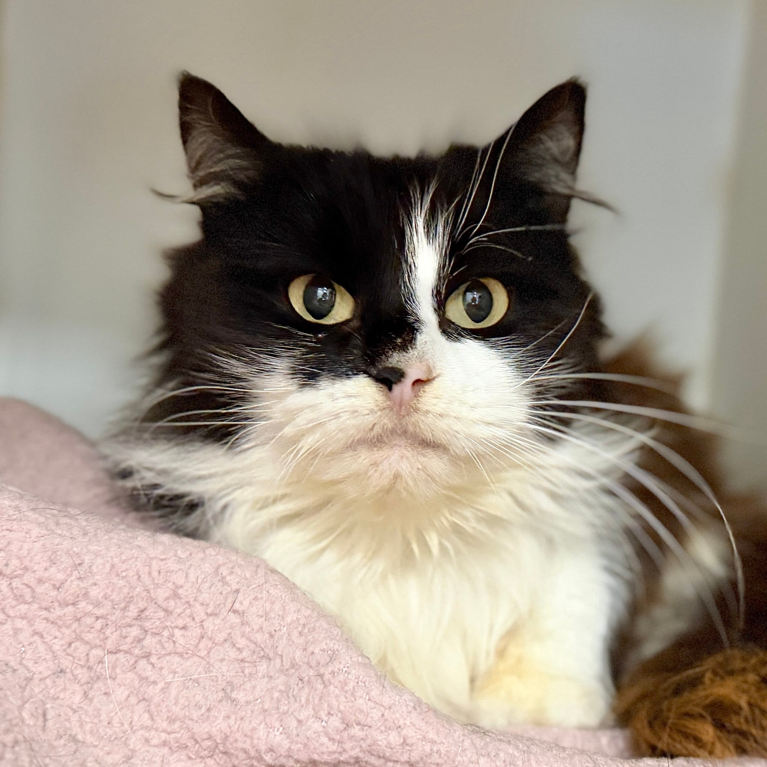 Moo Moo - Domestic Shorthair cat available for adoption at Lort Smith in Melbourne