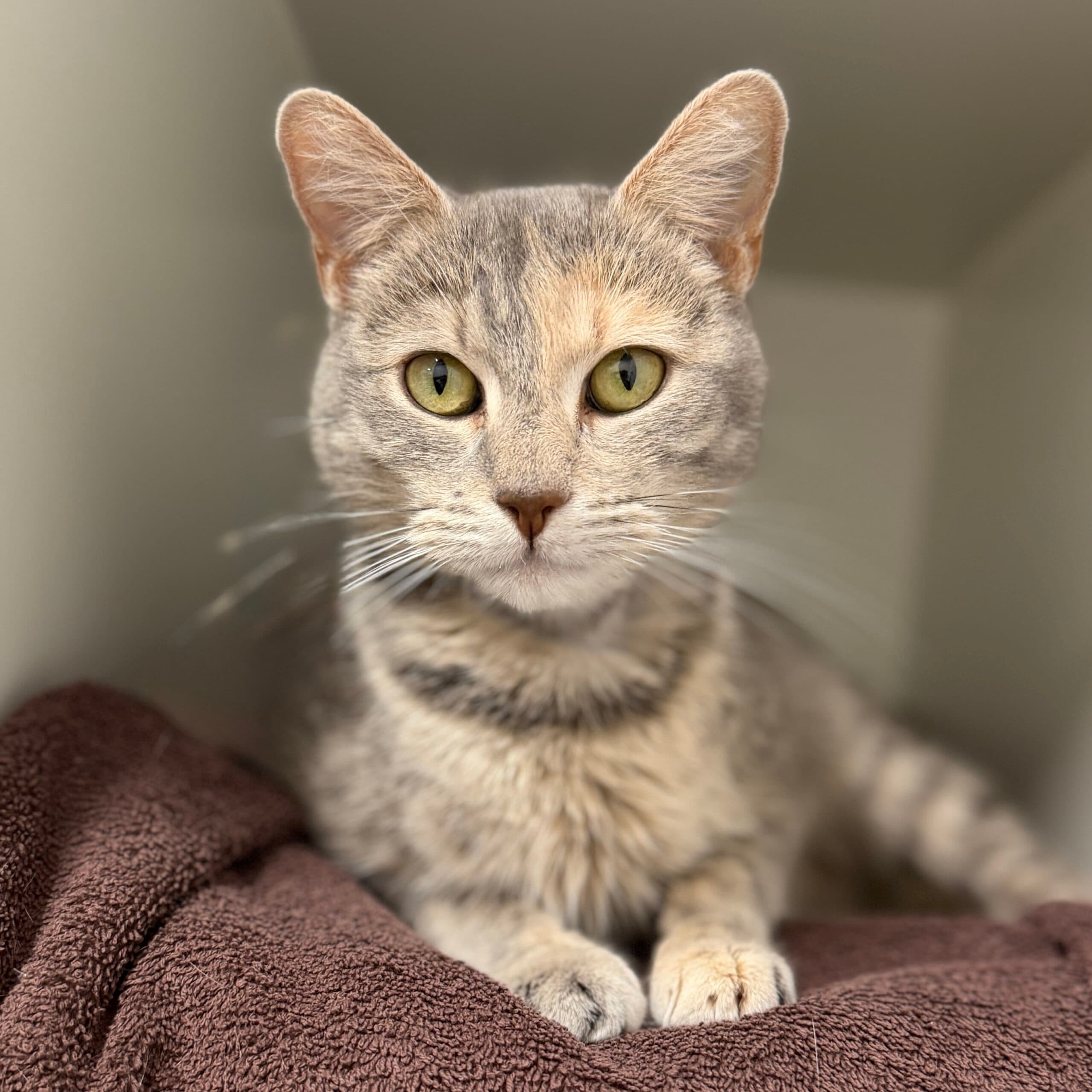 Pebbles - Domestic Shorthair cat available for adoption at Lort Smith in Melbourne