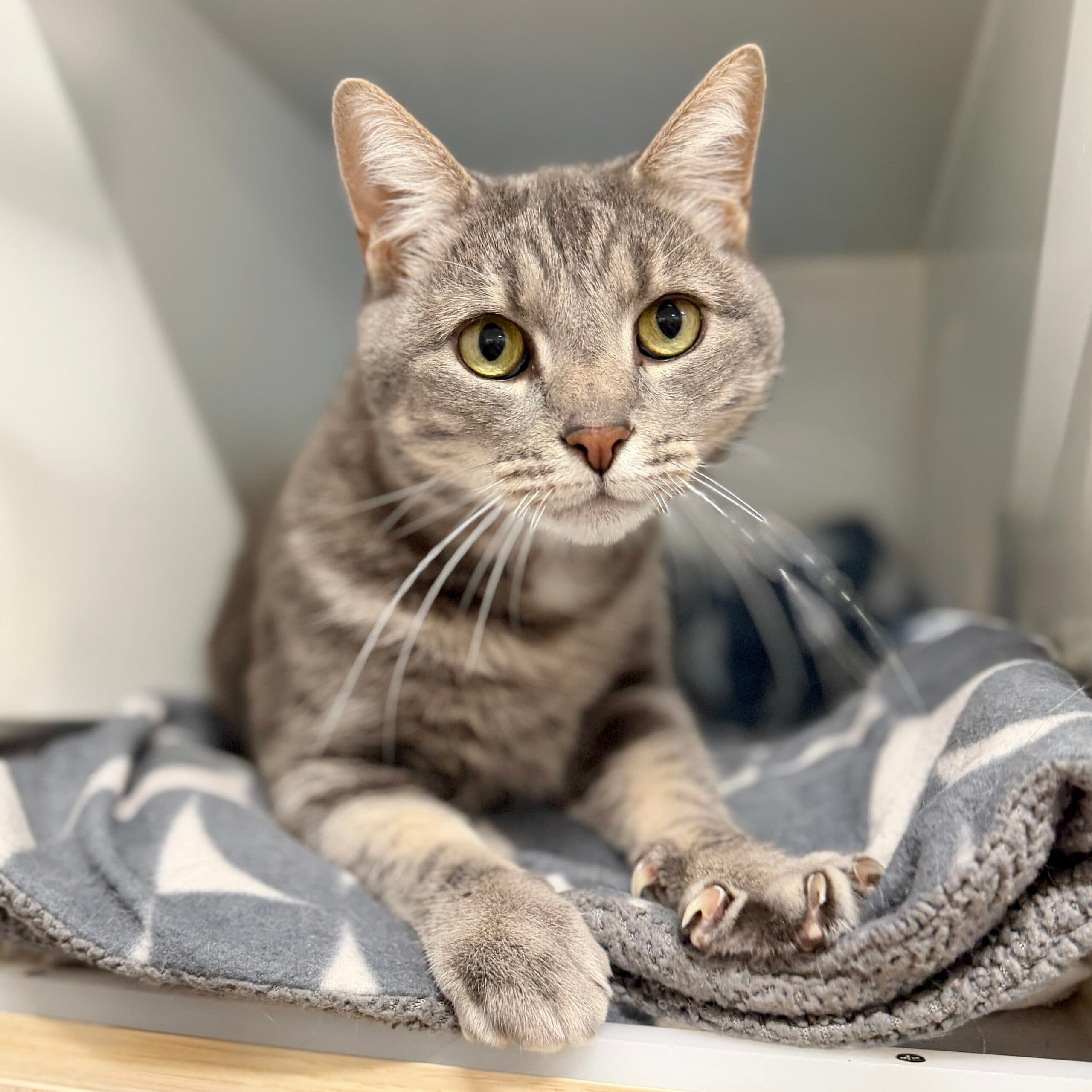 Rufus - Domestic Shorthair cat available for adoption at Lort Smith in Melbourne