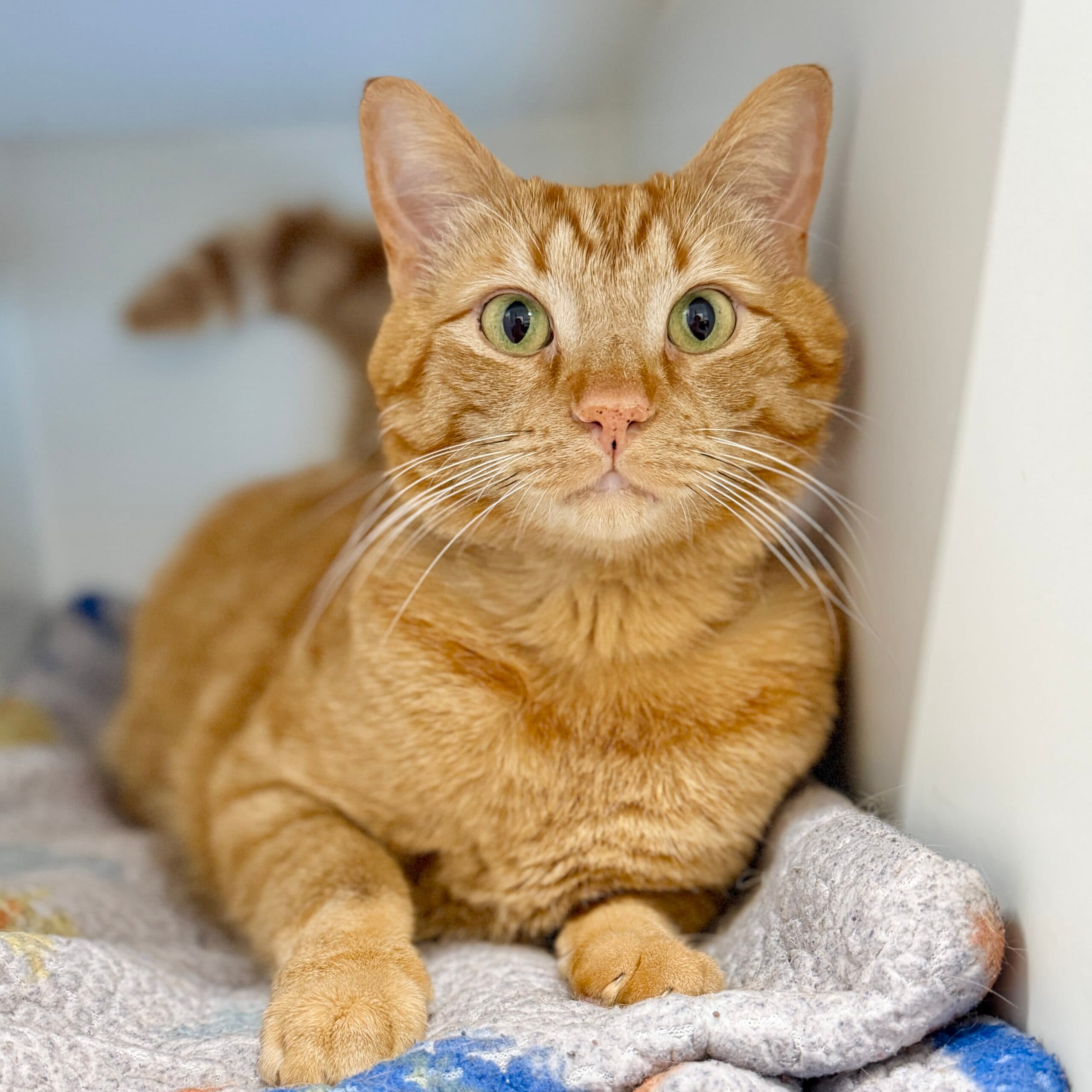 Silas - Domestic Shorthair cat available for adoption at Lort Smith in Melbourne