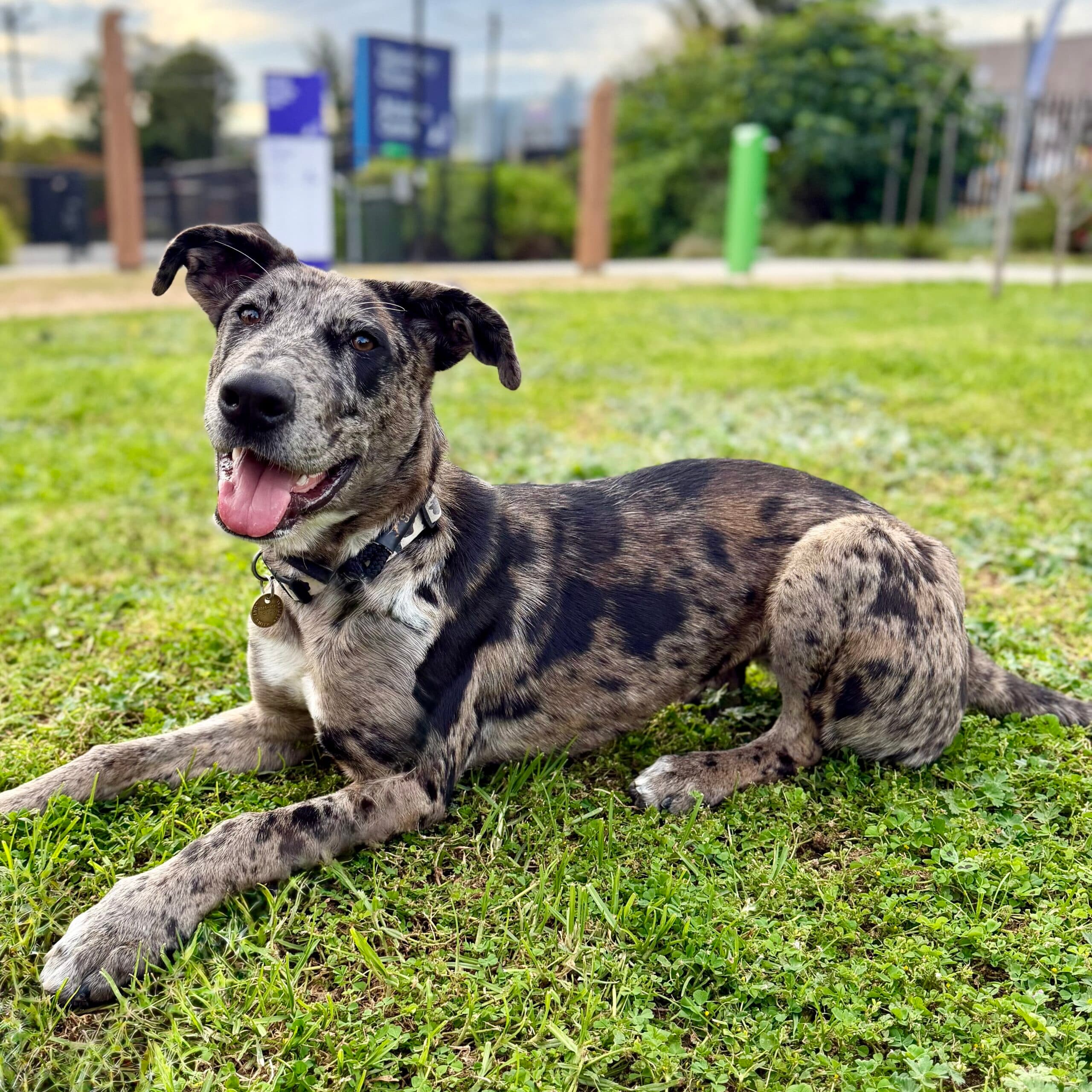 Sesame - Mixed Breed available for adoption in Melbourne