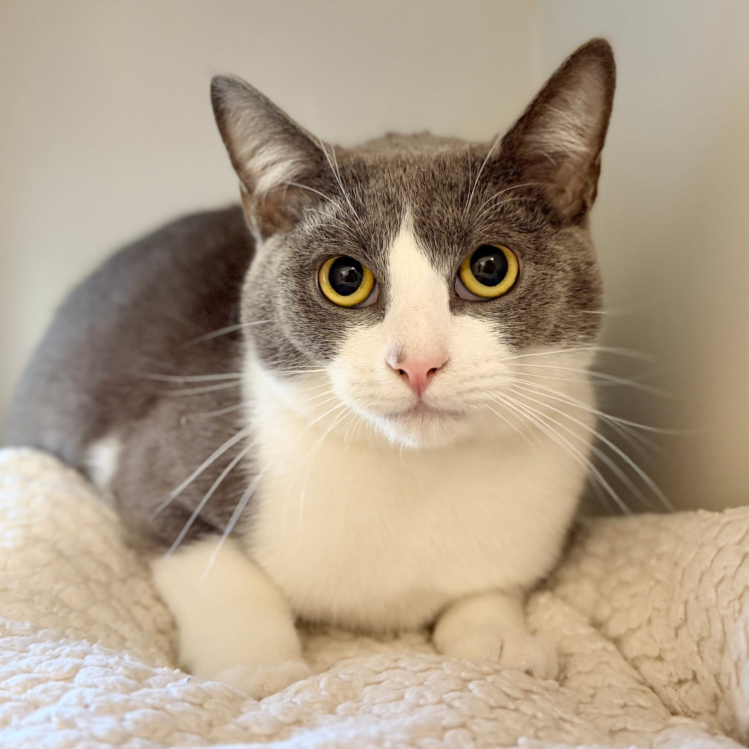 Bentley - Domestic Shorthair cat available for adoption at Lort Smith in Melbourne