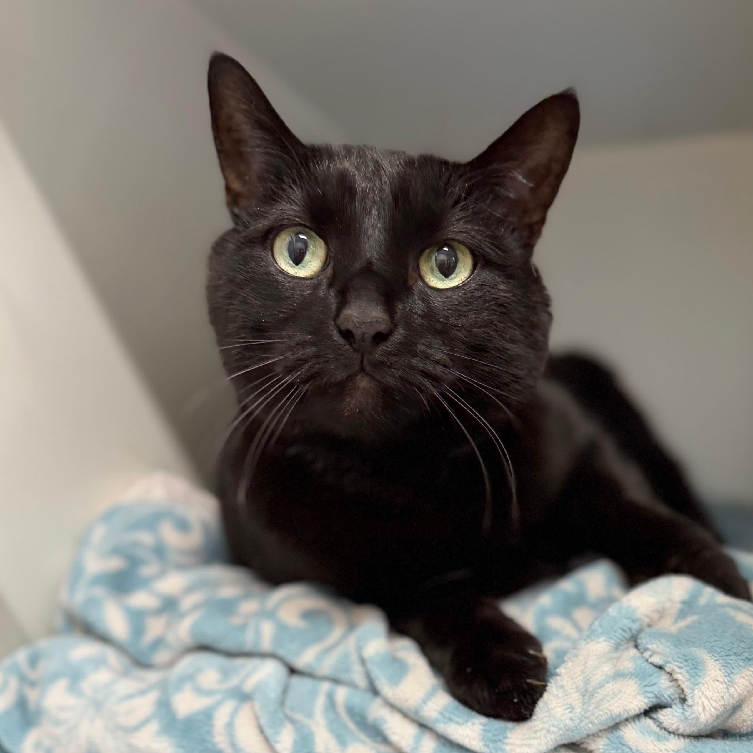 Bernie - Domestic Shorthair cat available for adoption at Lort Smith in Melbourne