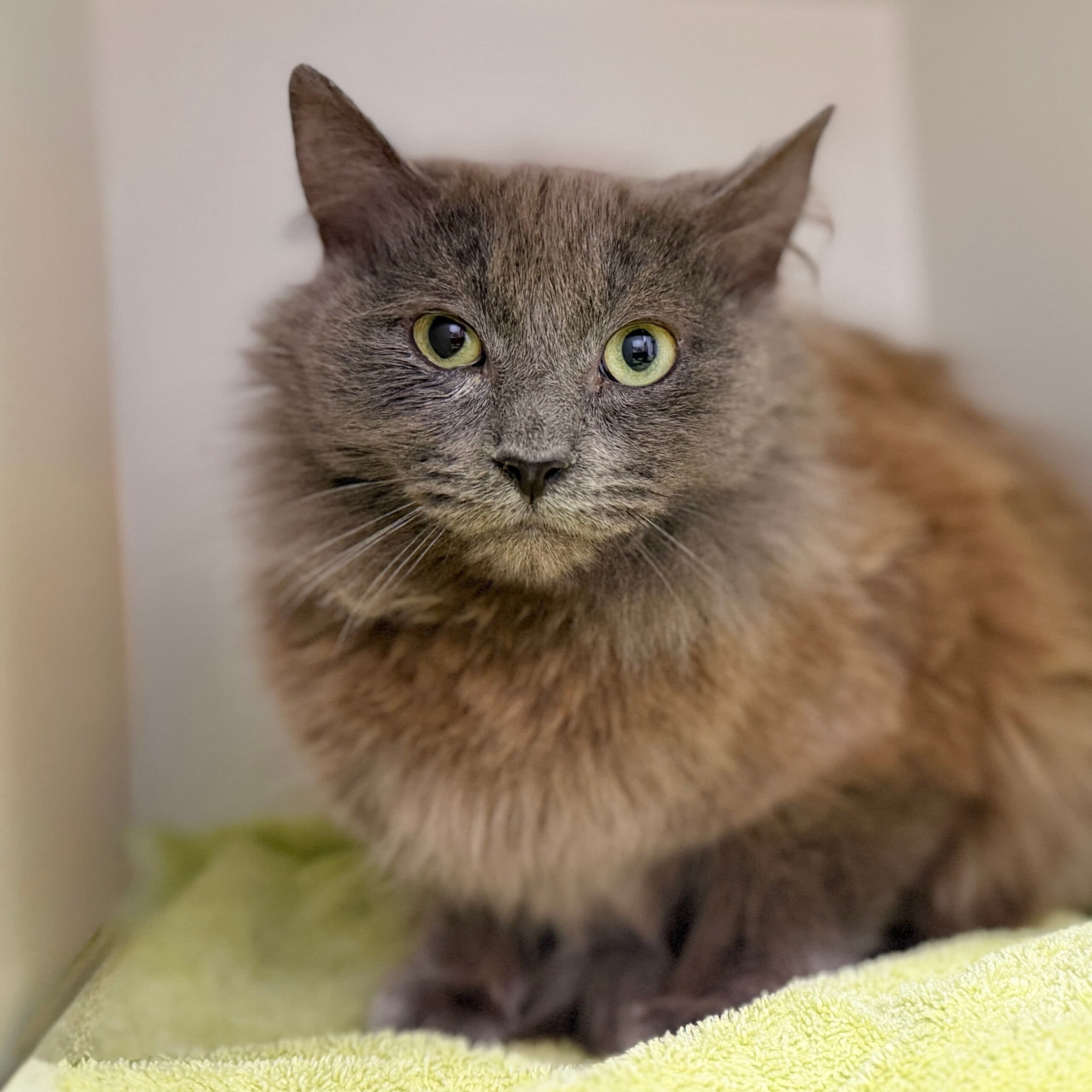 Boston - Domestic Shorthair cat available for adoption at Lort Smith in Melbourne