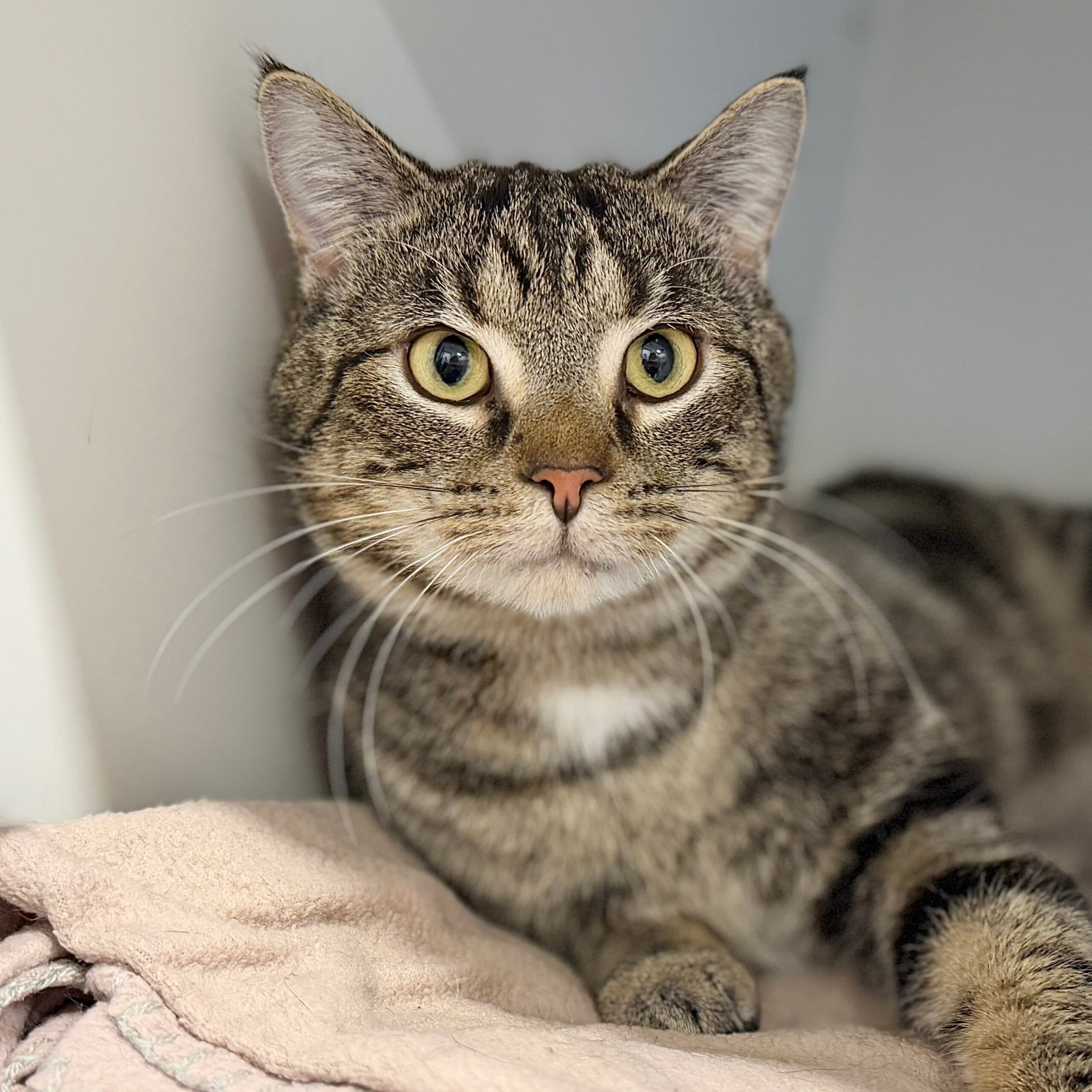 Chowder - Domestic Shorthair cat available for adoption at Lort Smith in Melbourne