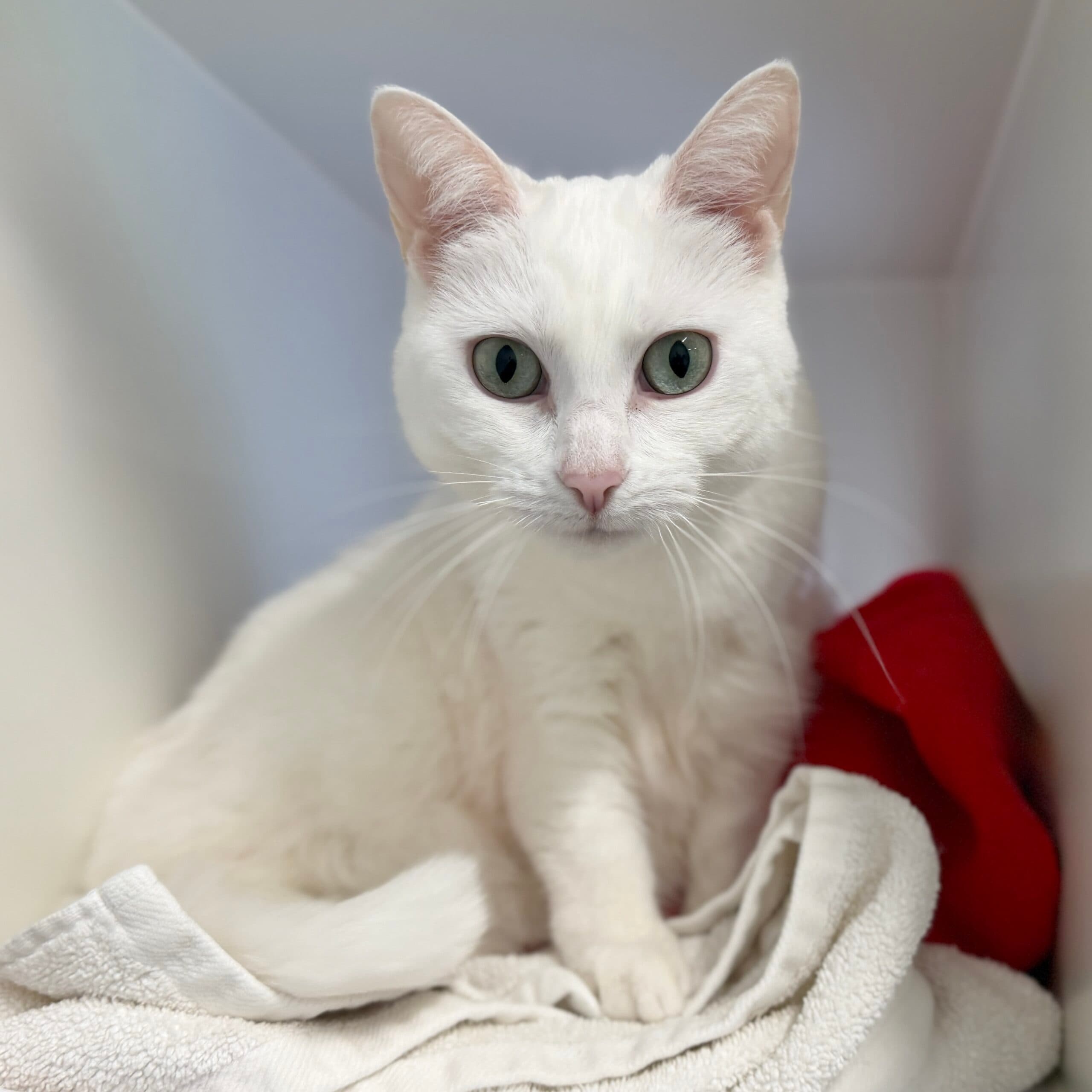 Cream Puff - Domestic Shorthair cat available for adoption at Lort Smith in Melbourne