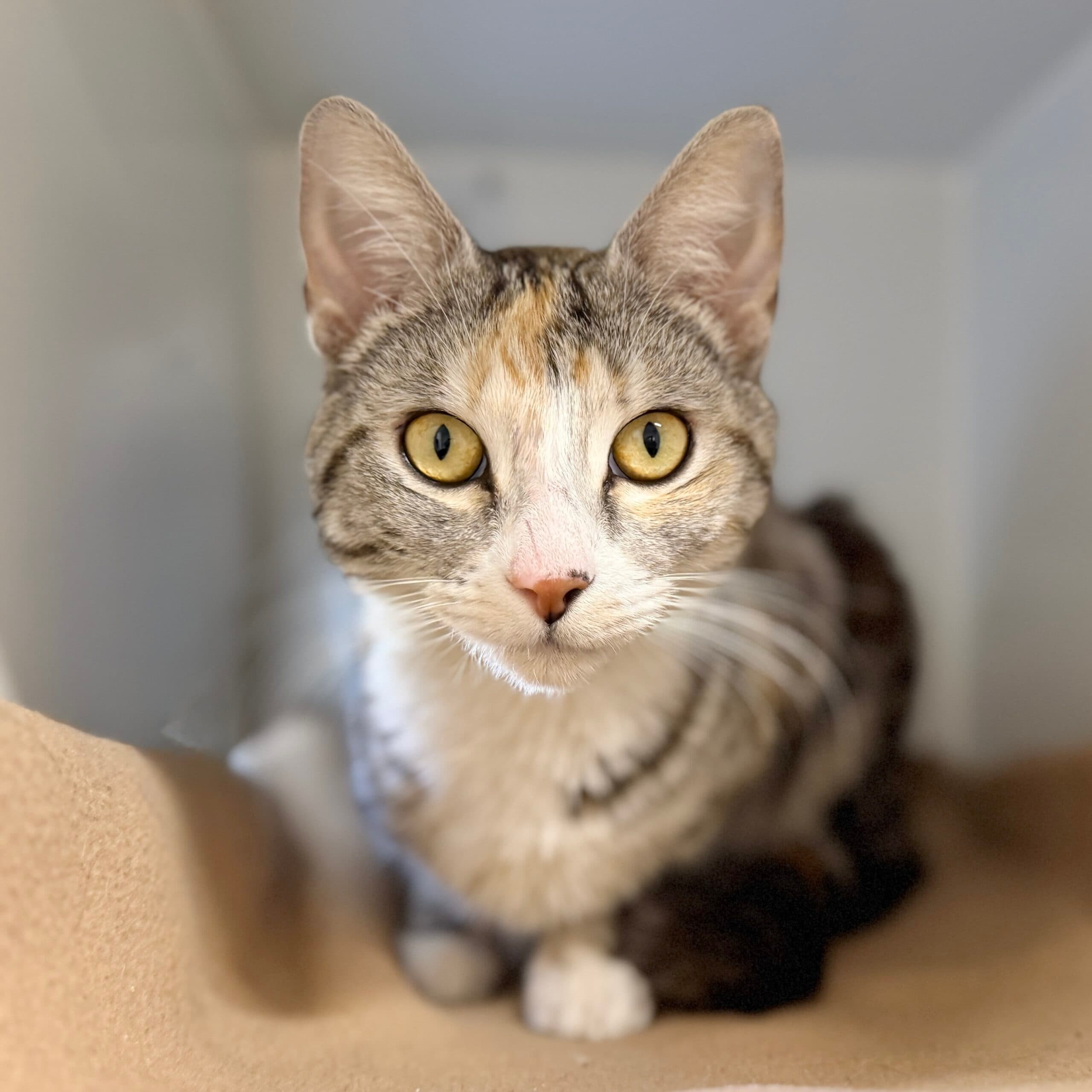 Cricket - Domestic Shorthair cat available for adoption at Lort Smith in Melbourne