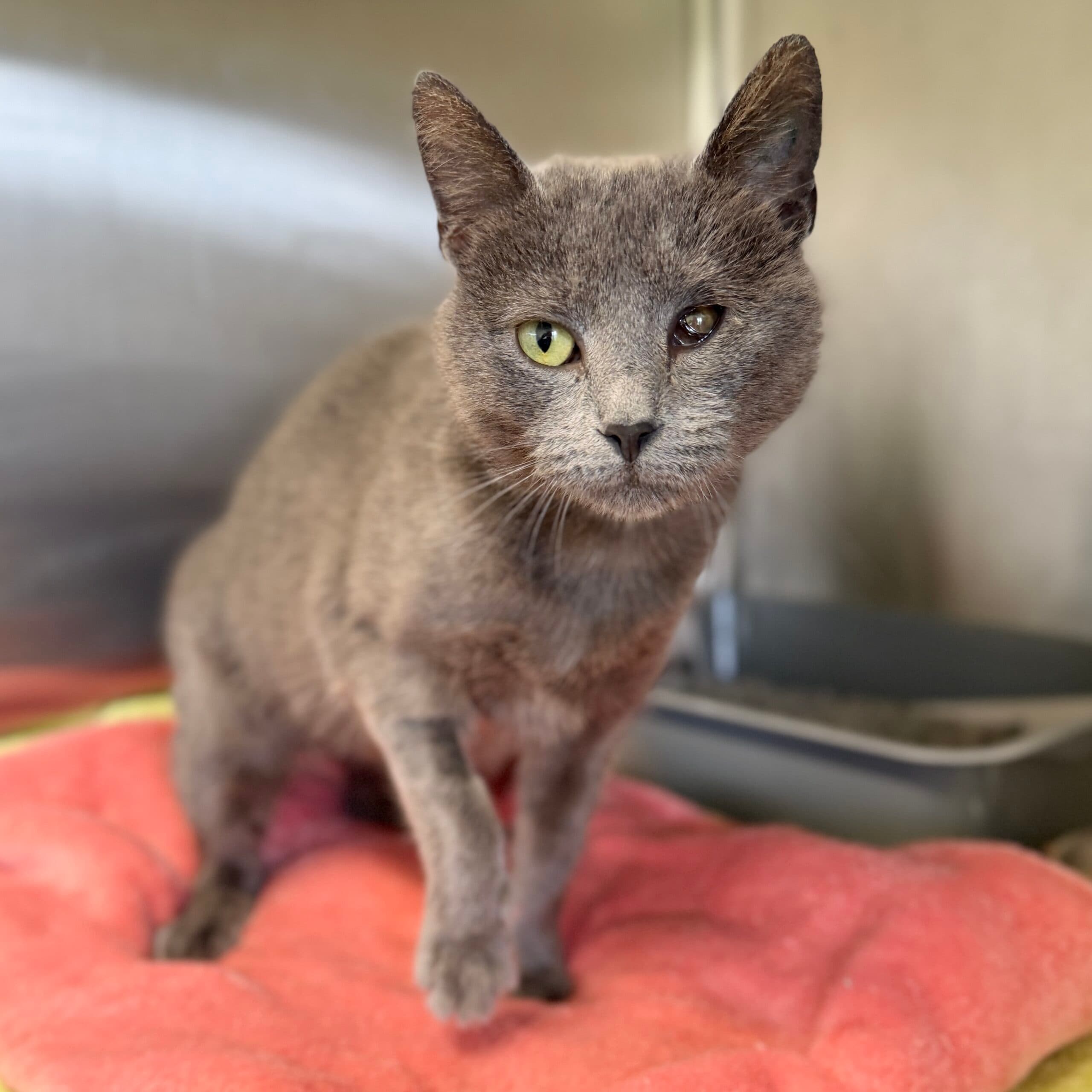 Gwenyth - Domestic Shorthair cat available for adoption at Lort Smith in Melbourne