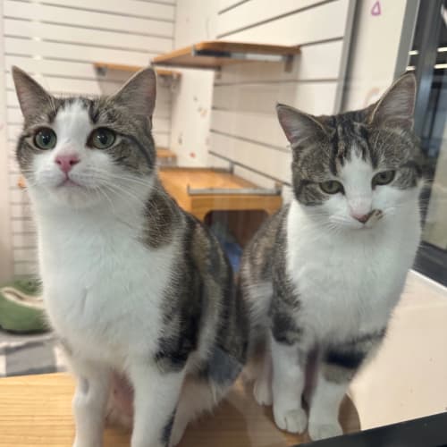 Thelma & Louise - Domestic Shorthair cat available for adoption at Lort Smith in Melbourne