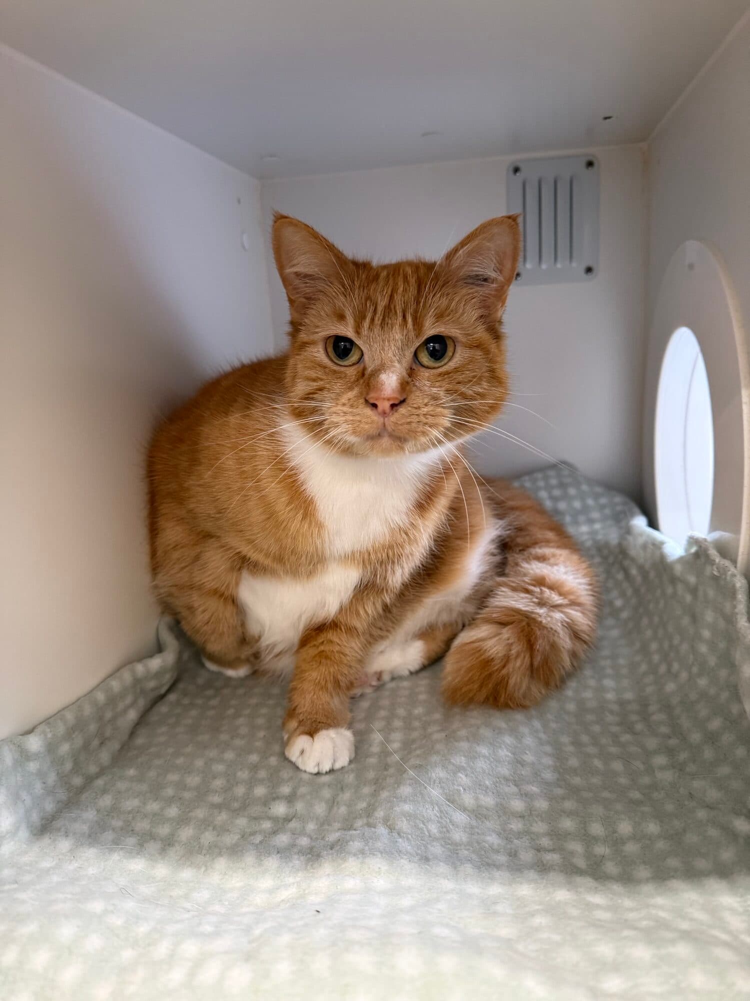 Bubba - Domestic Shorthair cat available for adoption at Lort Smith in Melbourne