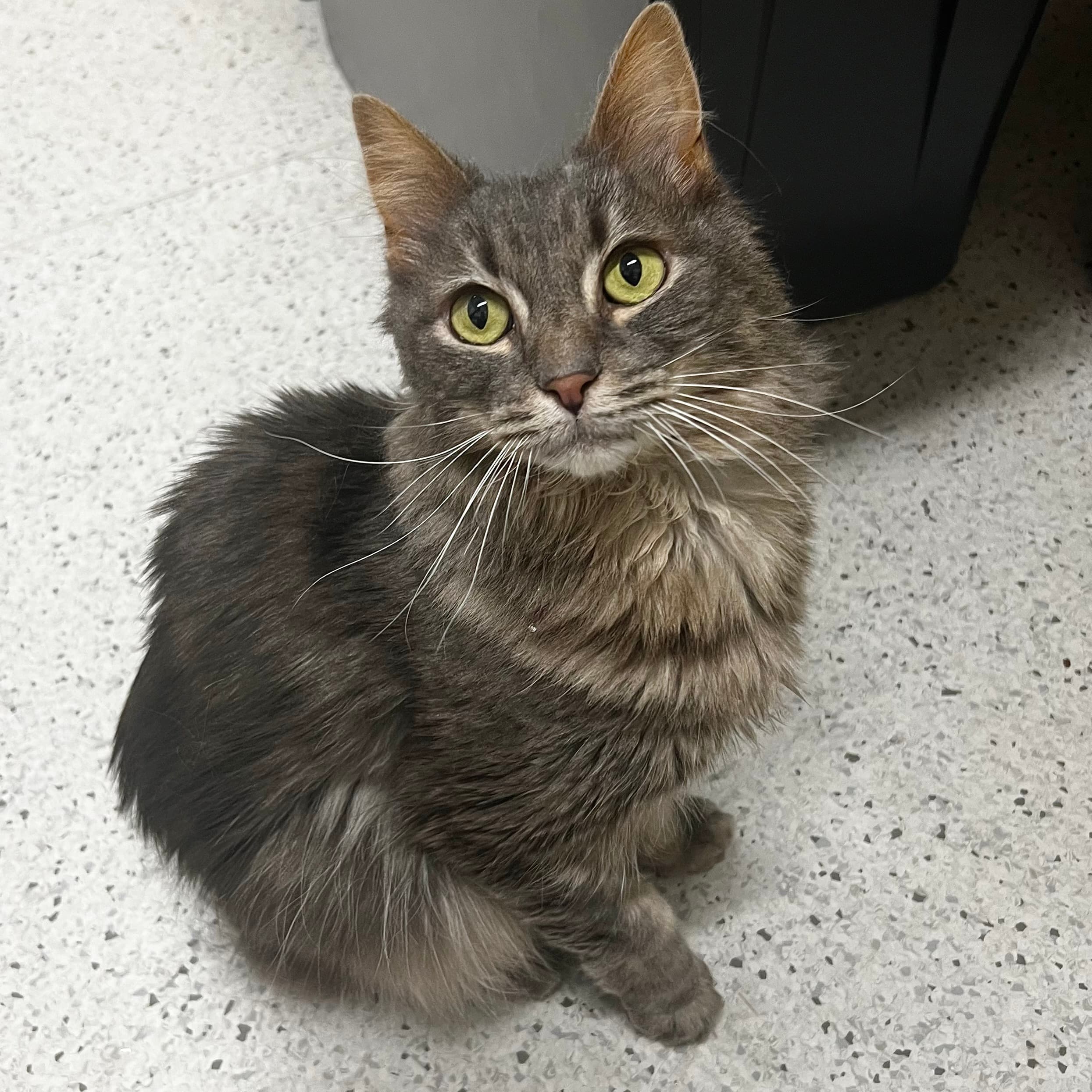 Churro - Domestic Shorthair cat available for adoption at Lort Smith in Melbourne