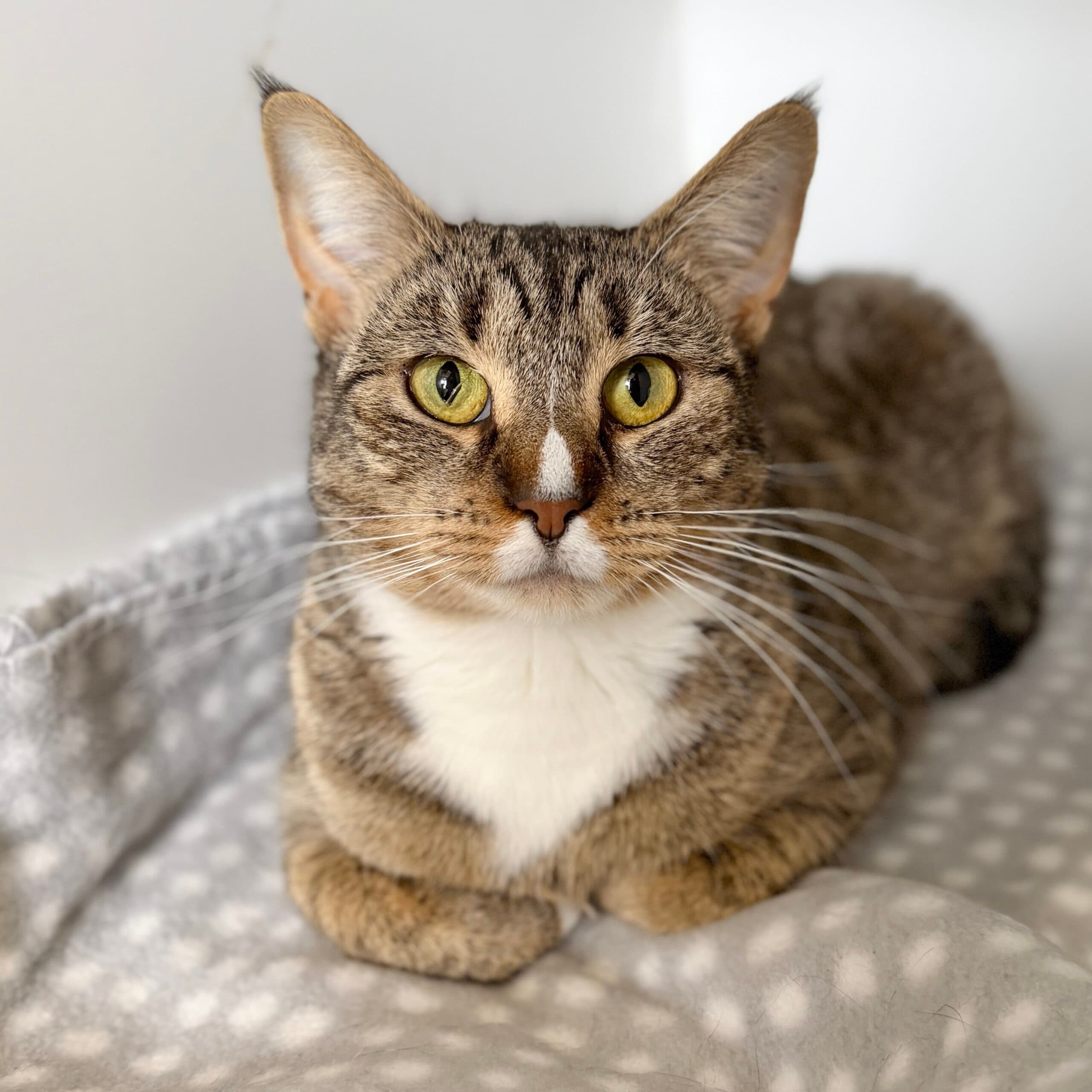 Cleopatra - Domestic Shorthair cat available for adoption at Lort Smith in Melbourne