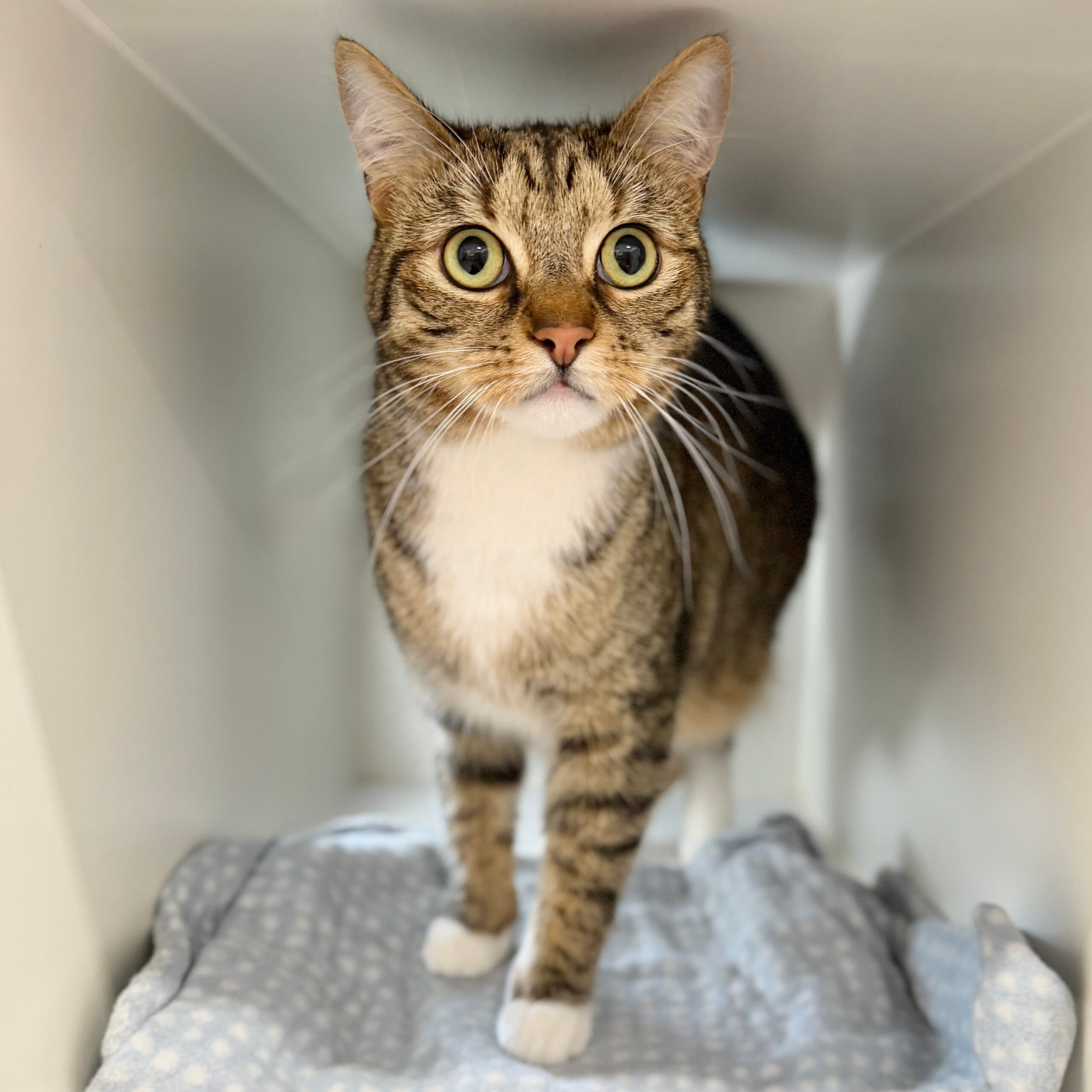 Lorenzo - Domestic Shorthair cat available for adoption at Lort Smith in Melbourne