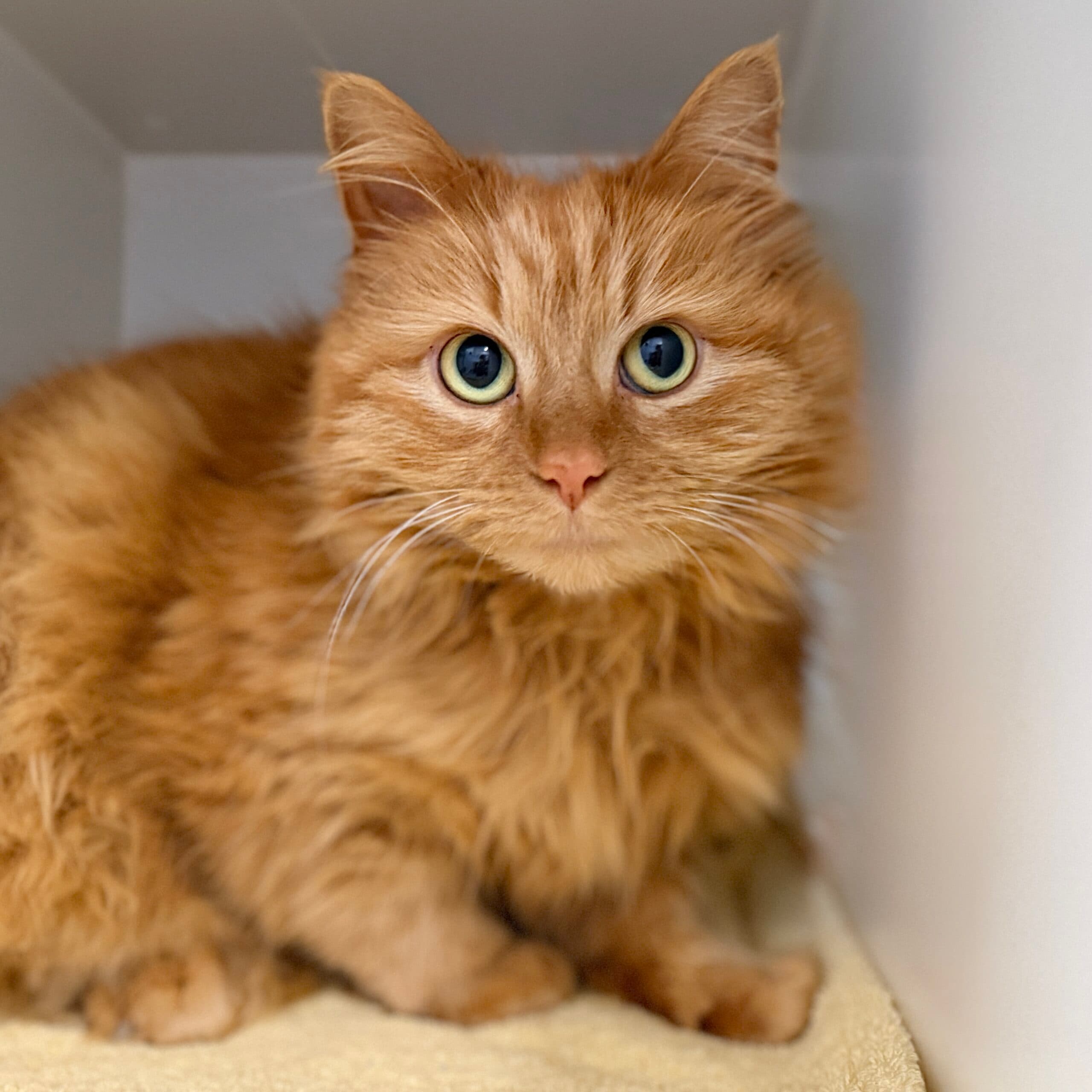 Cheshire - Domestic Shorthair cat available for adoption at Lort Smith in Melbourne
