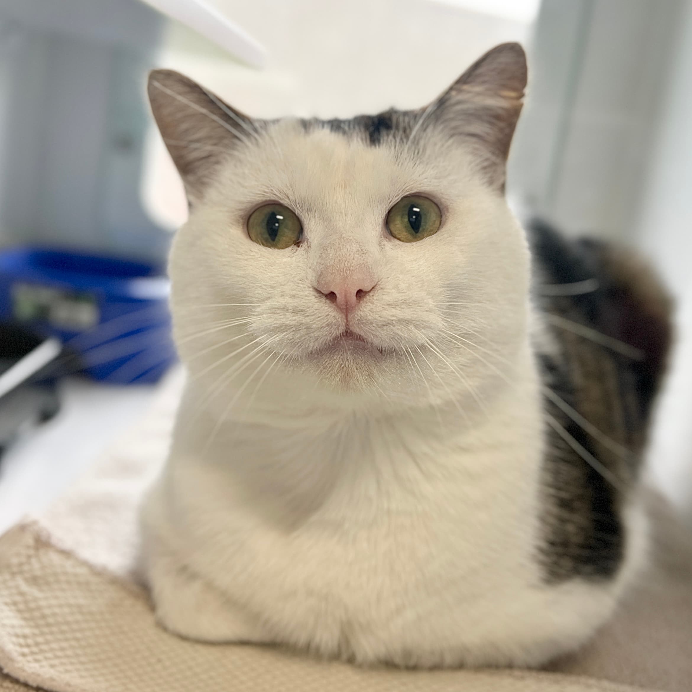 Jaxx - Domestic Shorthair cat available for adoption at Lort Smith in Melbourne