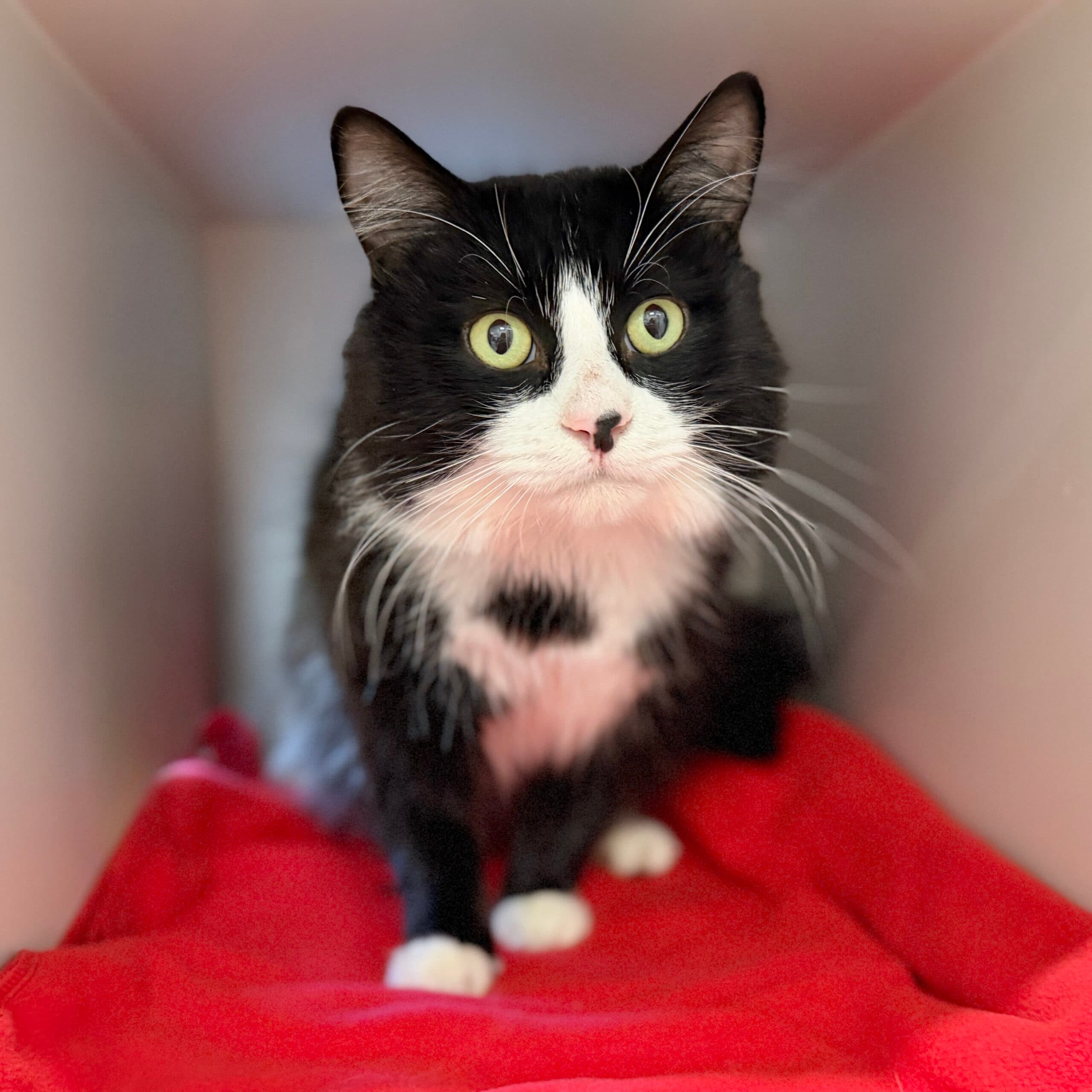 Kingston - Domestic Shorthair cat available for adoption at Lort Smith in Melbourne