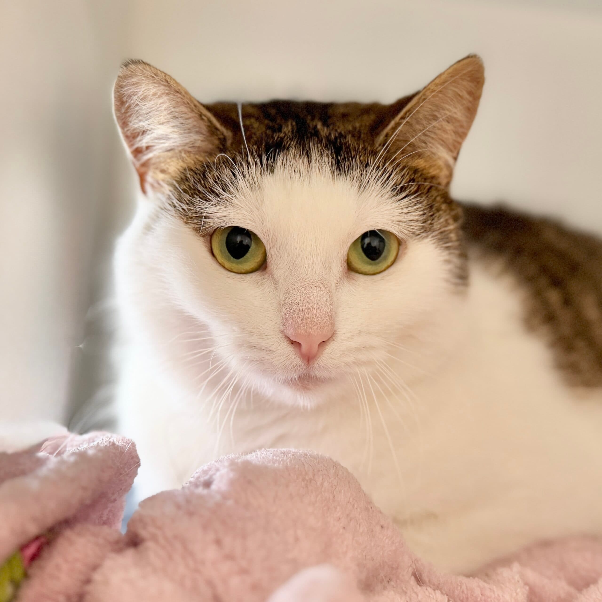 Melanie - Domestic Shorthair cat available for adoption at Lort Smith in Melbourne