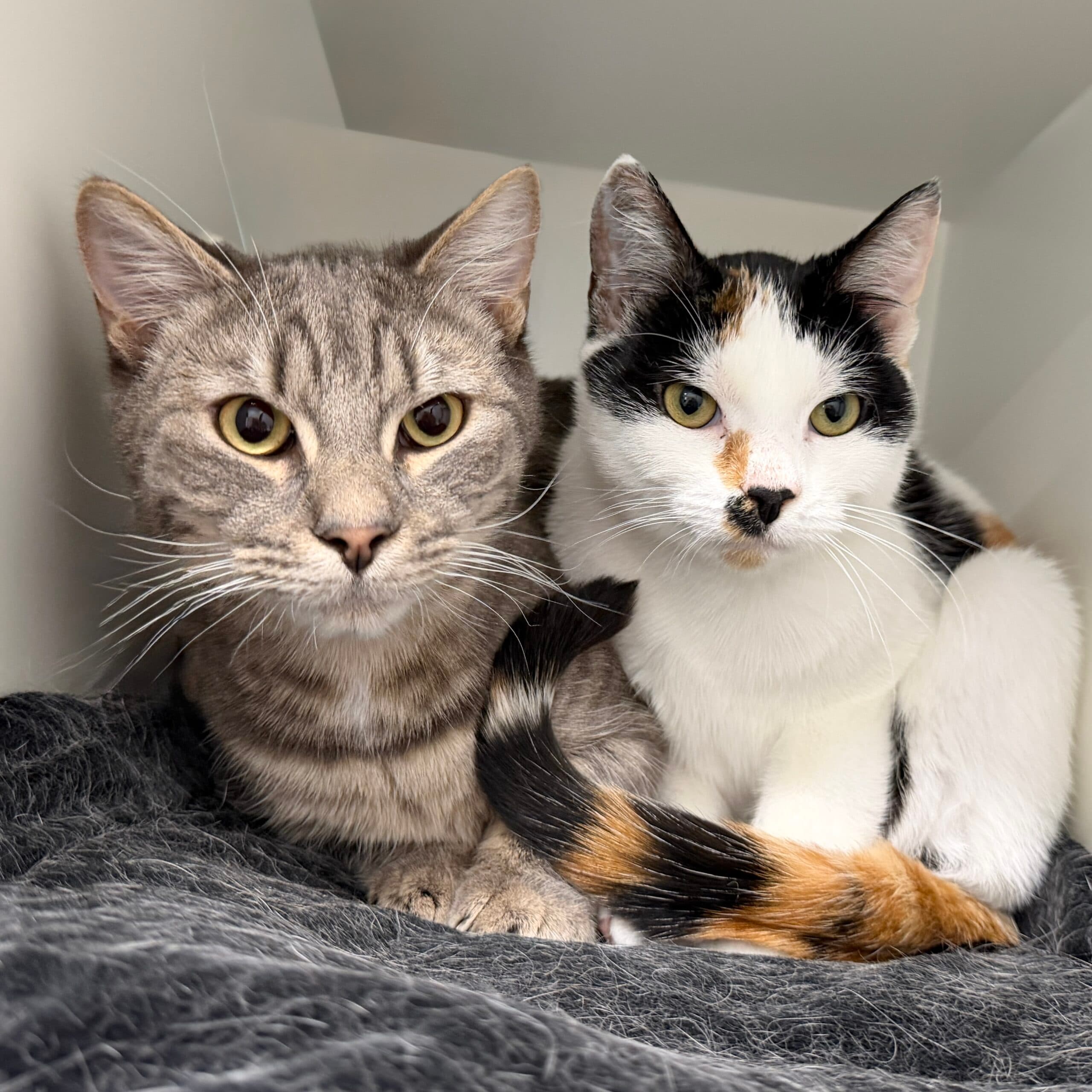 Remi & Reggi - Domestic Shorthair cat available for adoption at Lort Smith in Melbourne