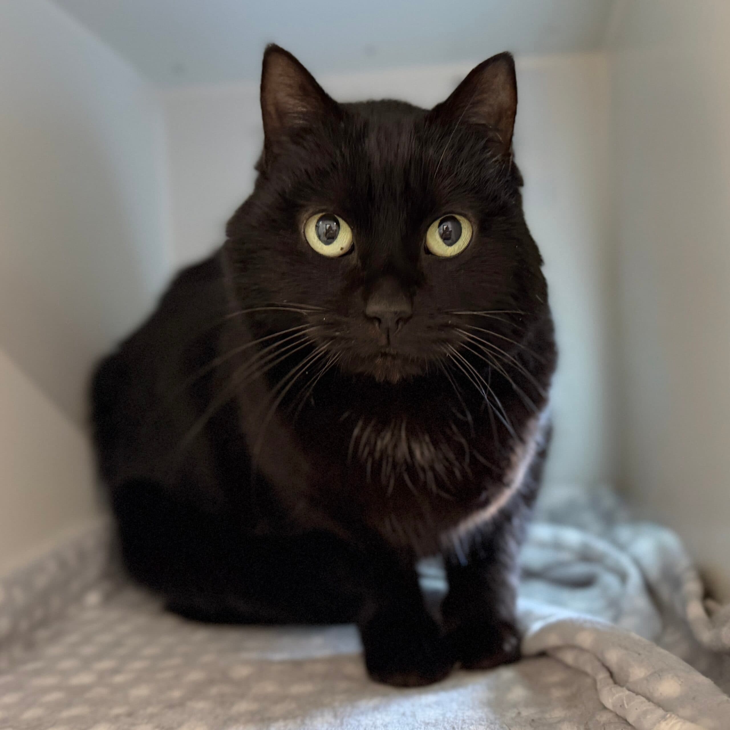 Tilly - Domestic Shorthair cat available for adoption at Lort Smith in Melbourne