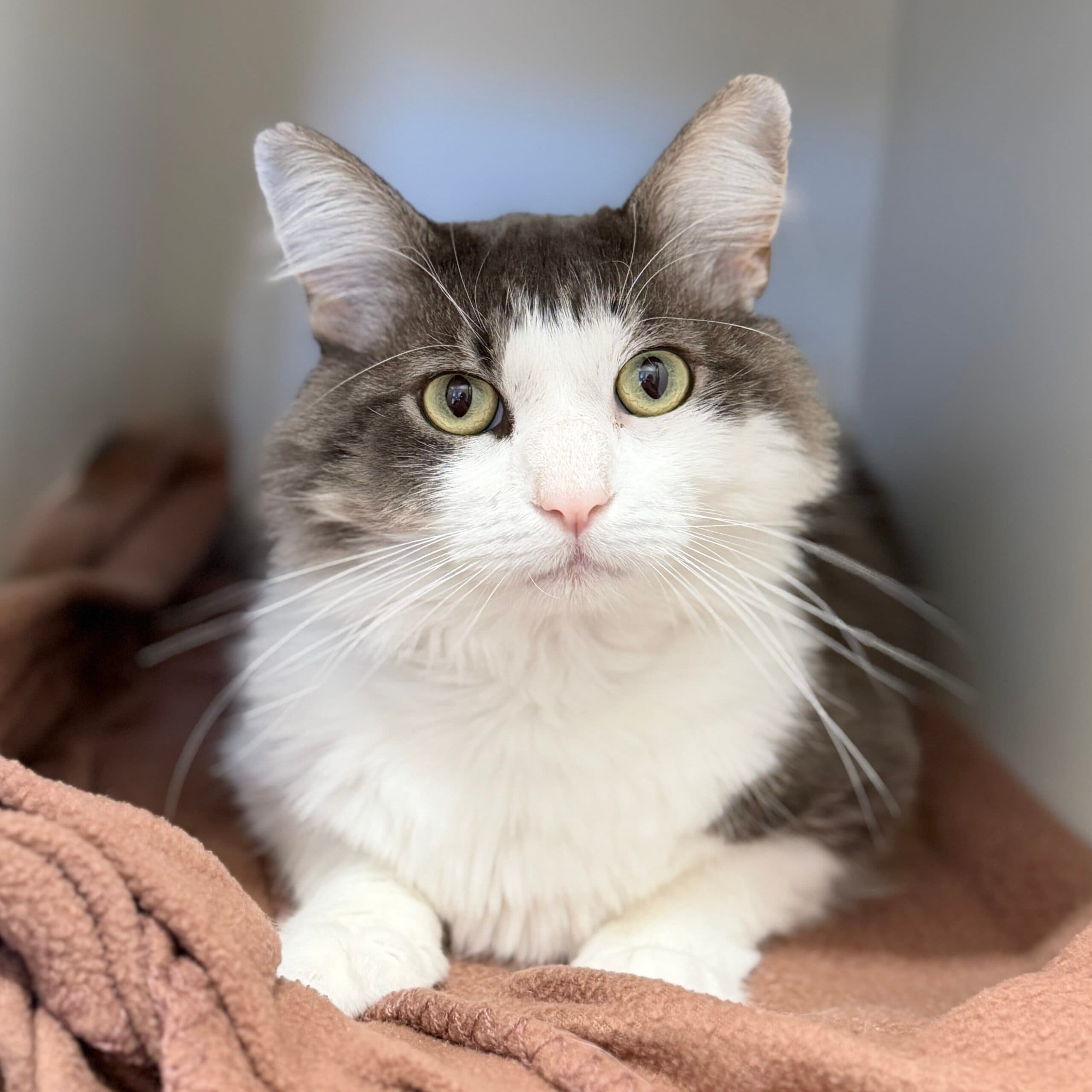 Tucker - Domestic Shorthair cat available for adoption at Lort Smith in Melbourne