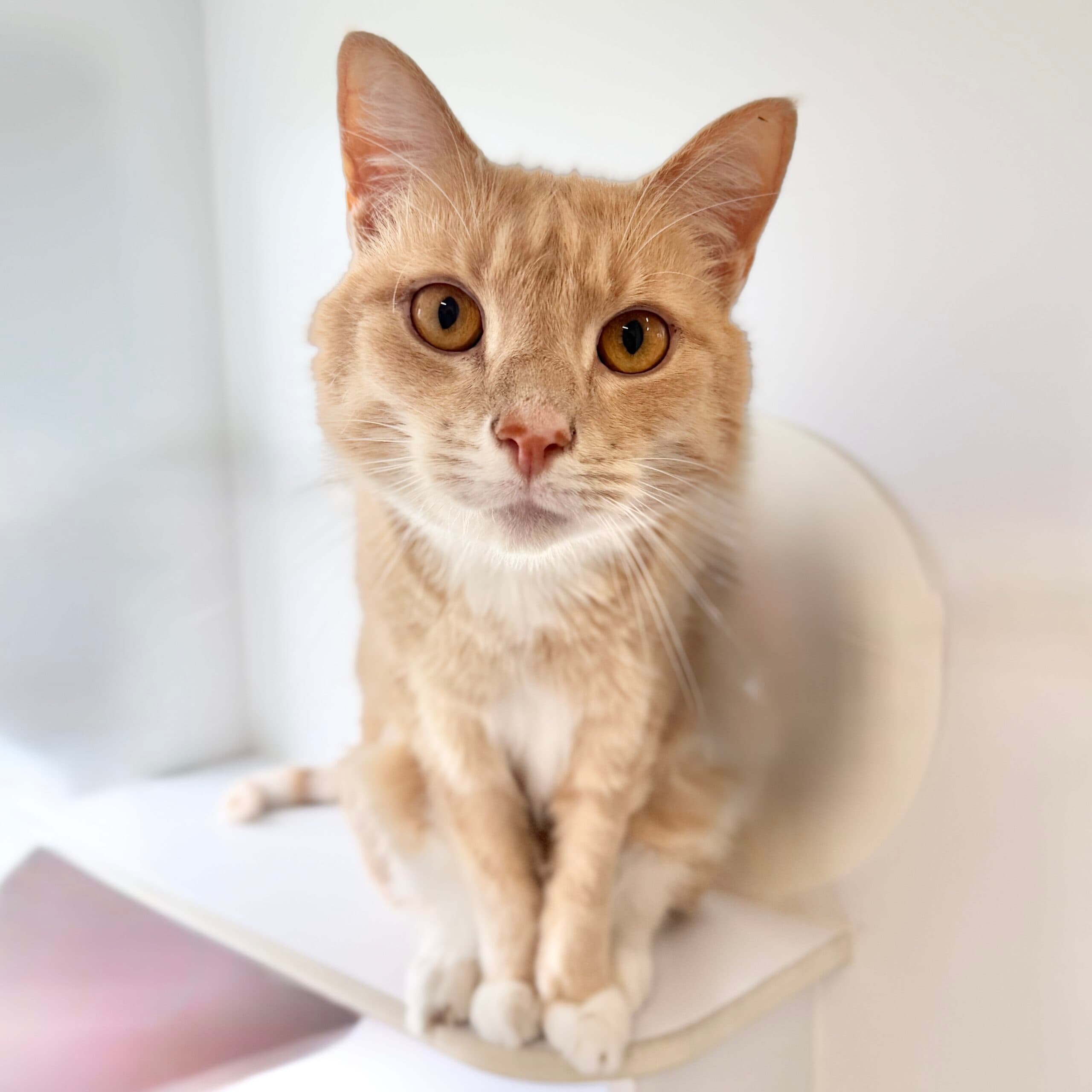 Ugali - Domestic Shorthair cat available for adoption at Lort Smith in Melbourne