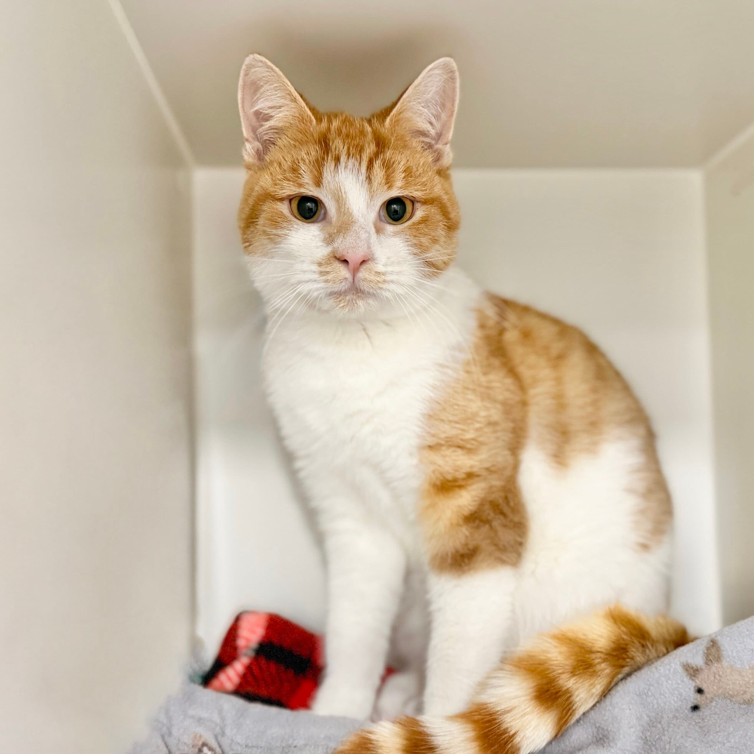 Valerio - Domestic Shorthair cat available for adoption at Lort Smith in Melbourne