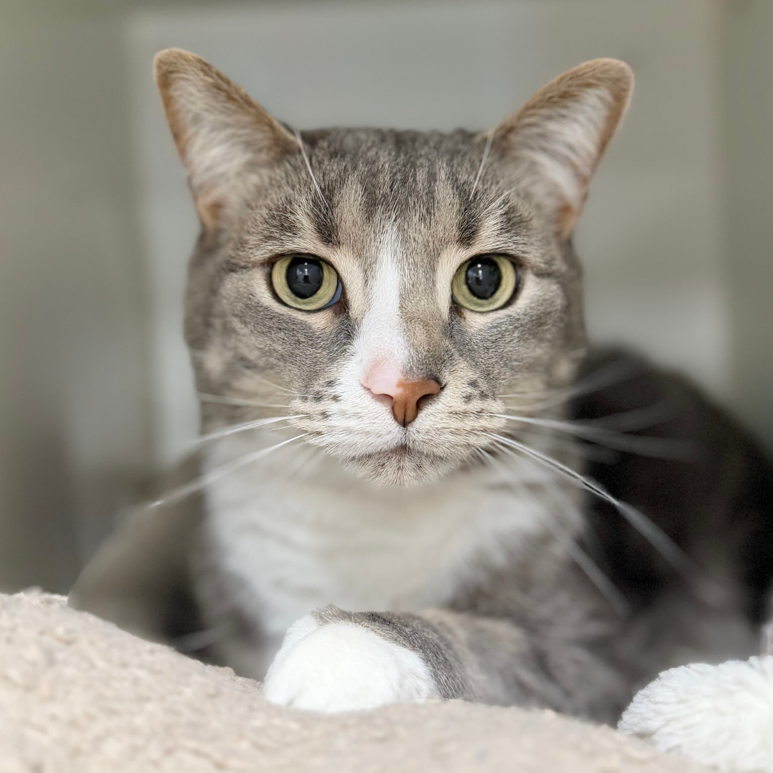 Wizard - Domestic Shorthair cat available for adoption at Lort Smith in Melbourne