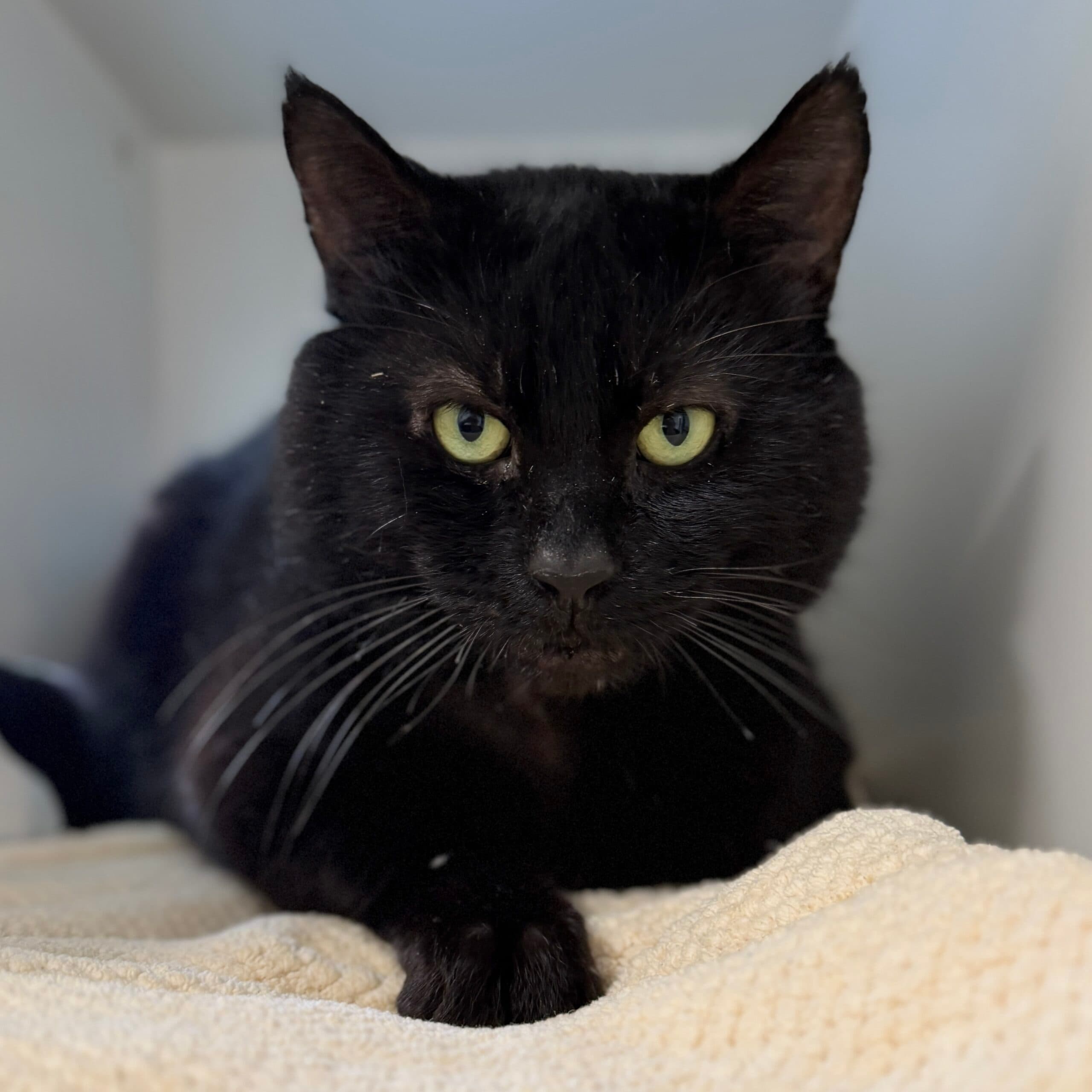 Ziko - Domestic Shorthair cat available for adoption at Lort Smith in Melbourne