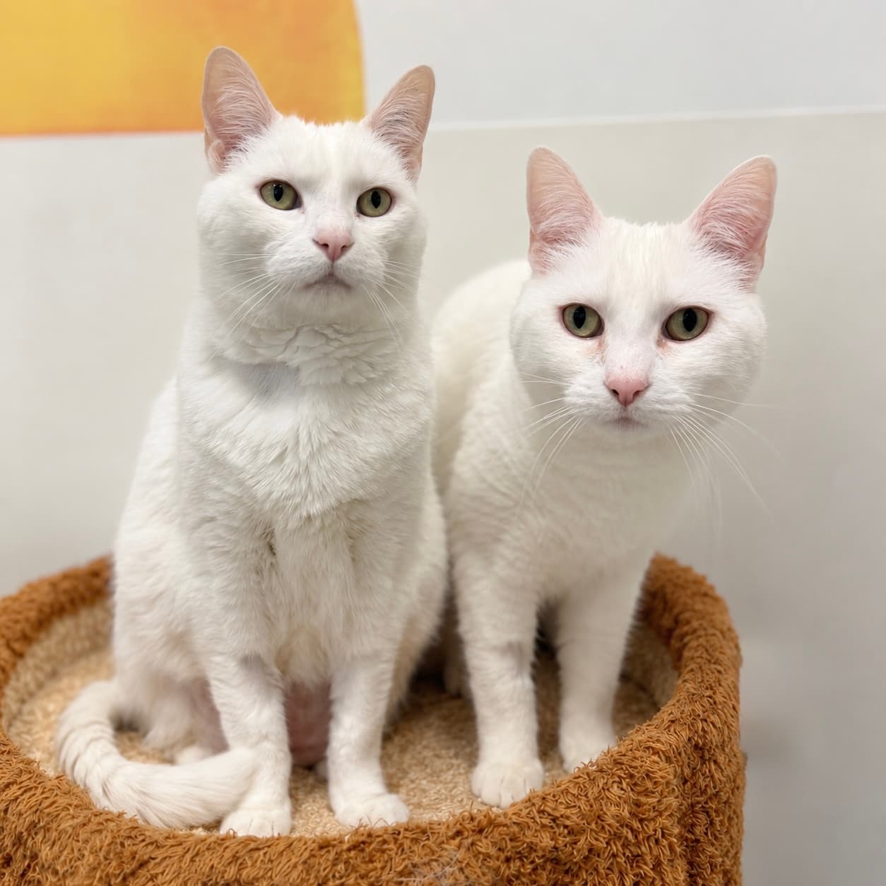 Jamie & Gemma - Domestic Shorthair cat available for adoption at Lort Smith in Melbourne