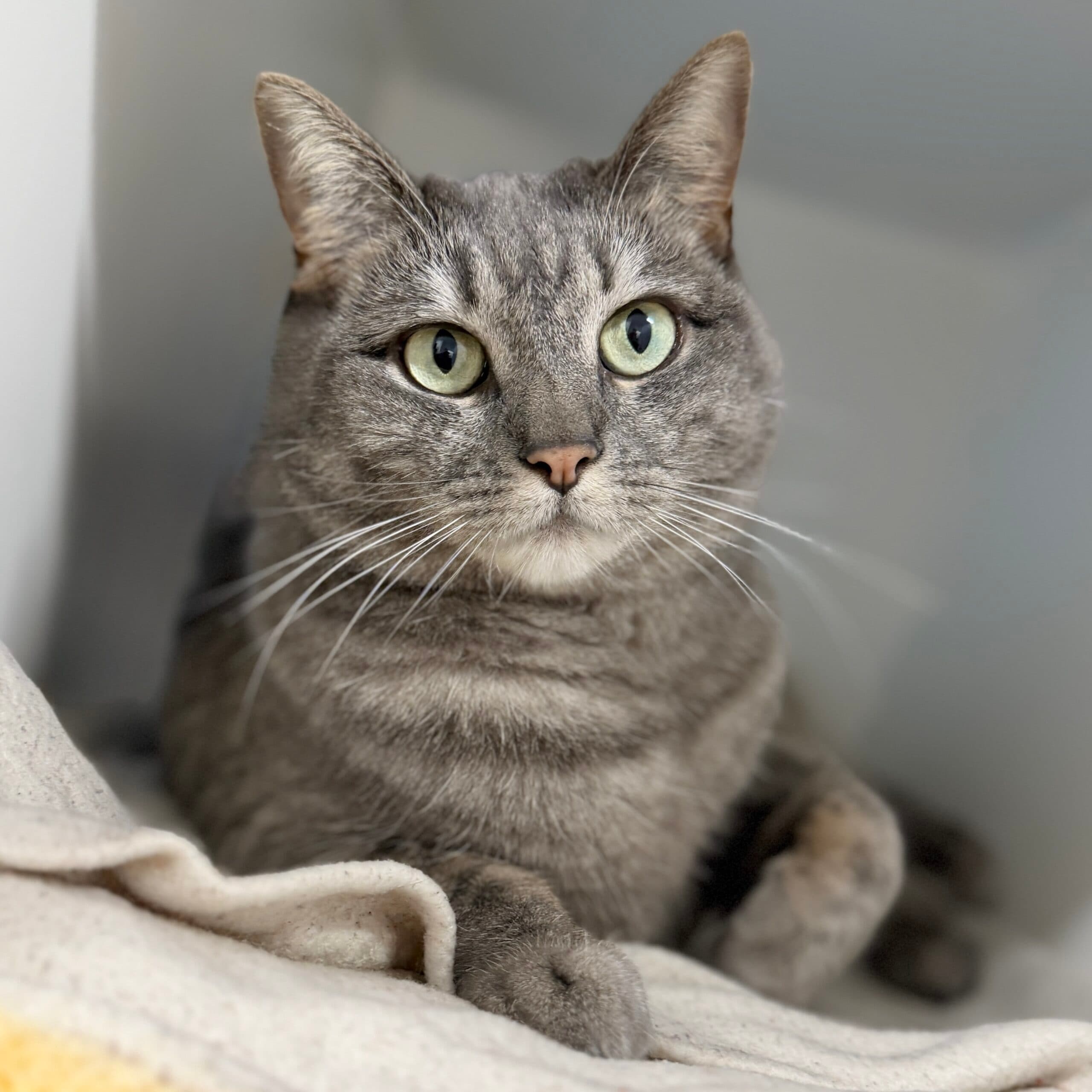 Ammie - Domestic Shorthair cat available for adoption at Lort Smith in Melbourne