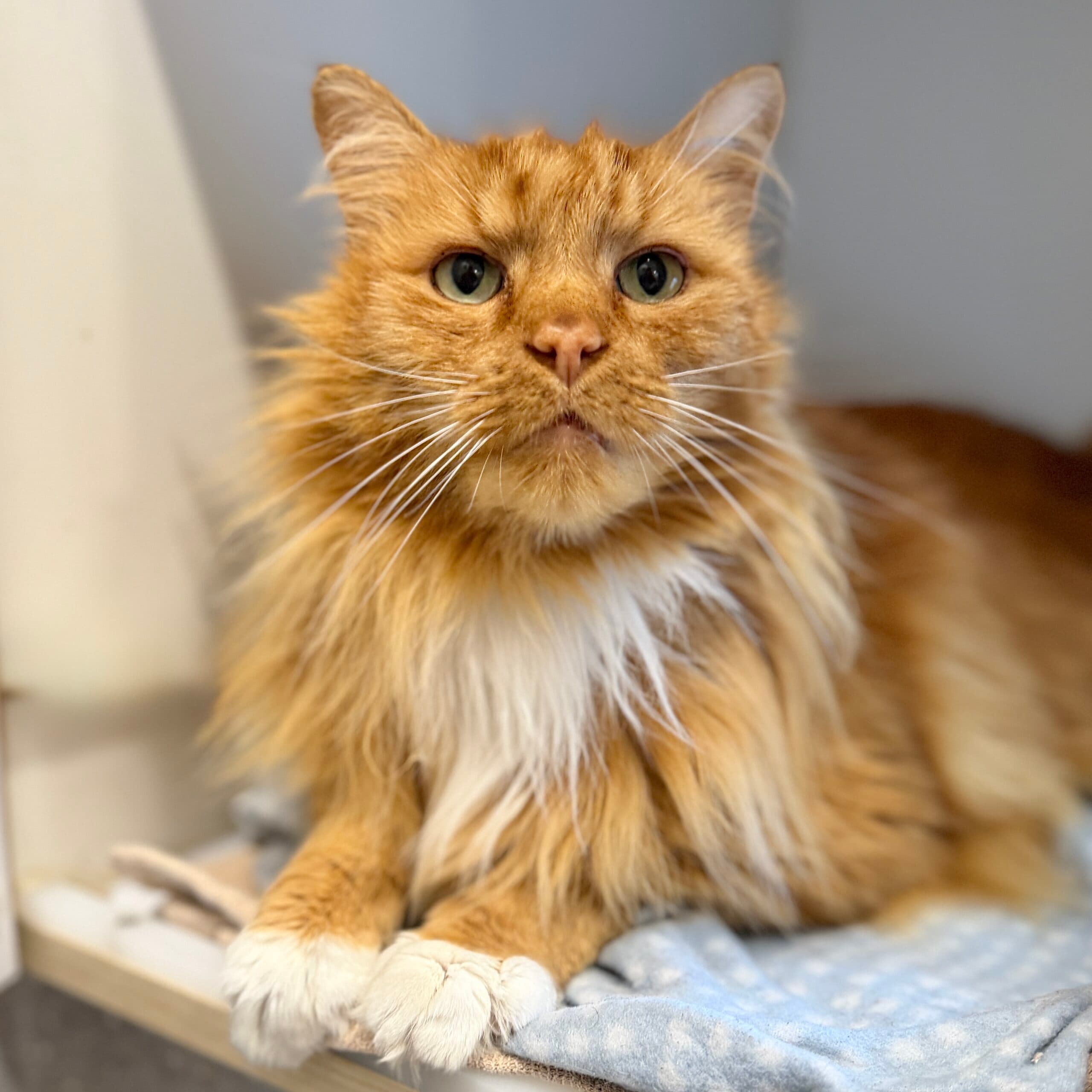 Boy - Domestic Shorthair cat available for adoption at Lort Smith in Melbourne