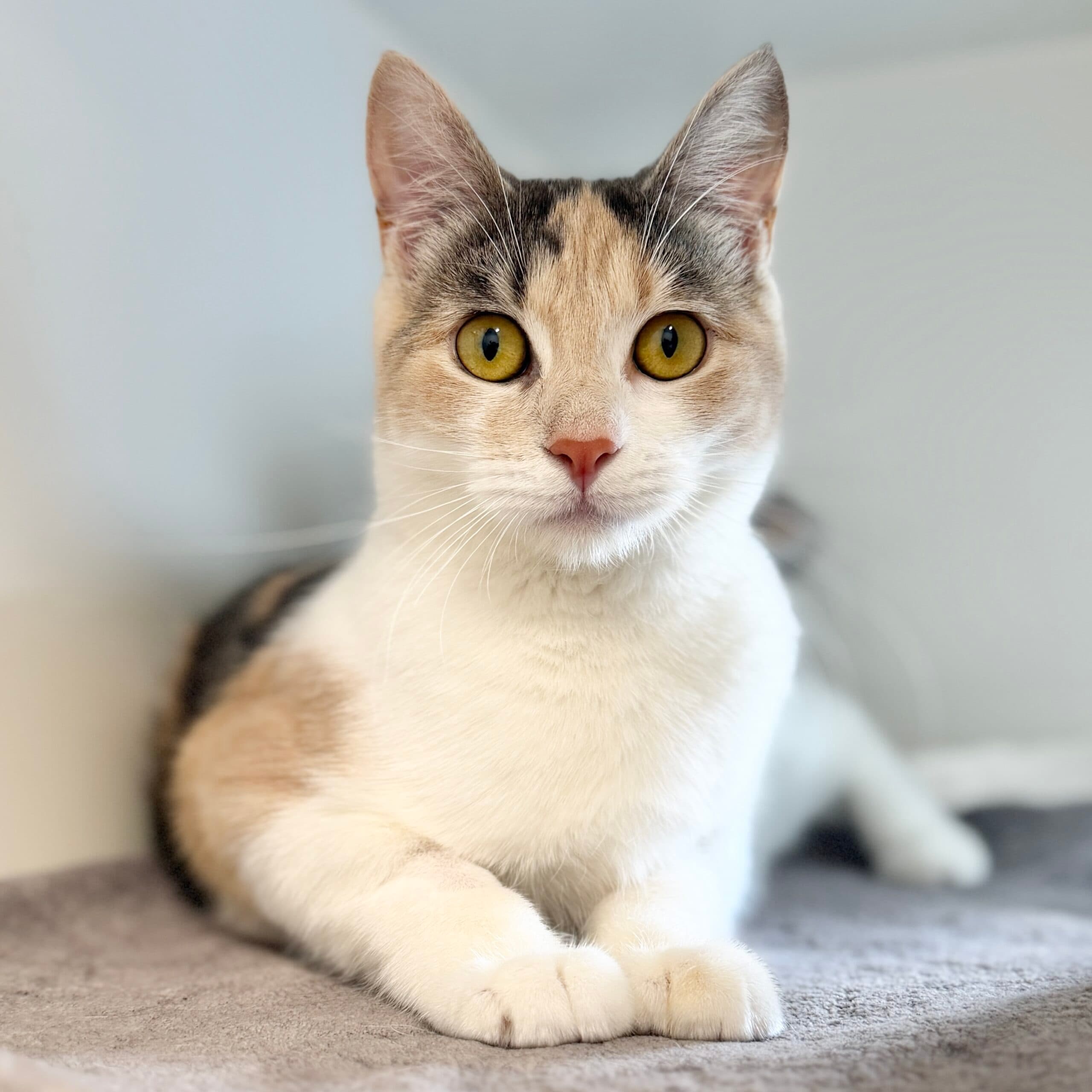Circe - Domestic Shorthair cat available for adoption at Lort Smith in Melbourne