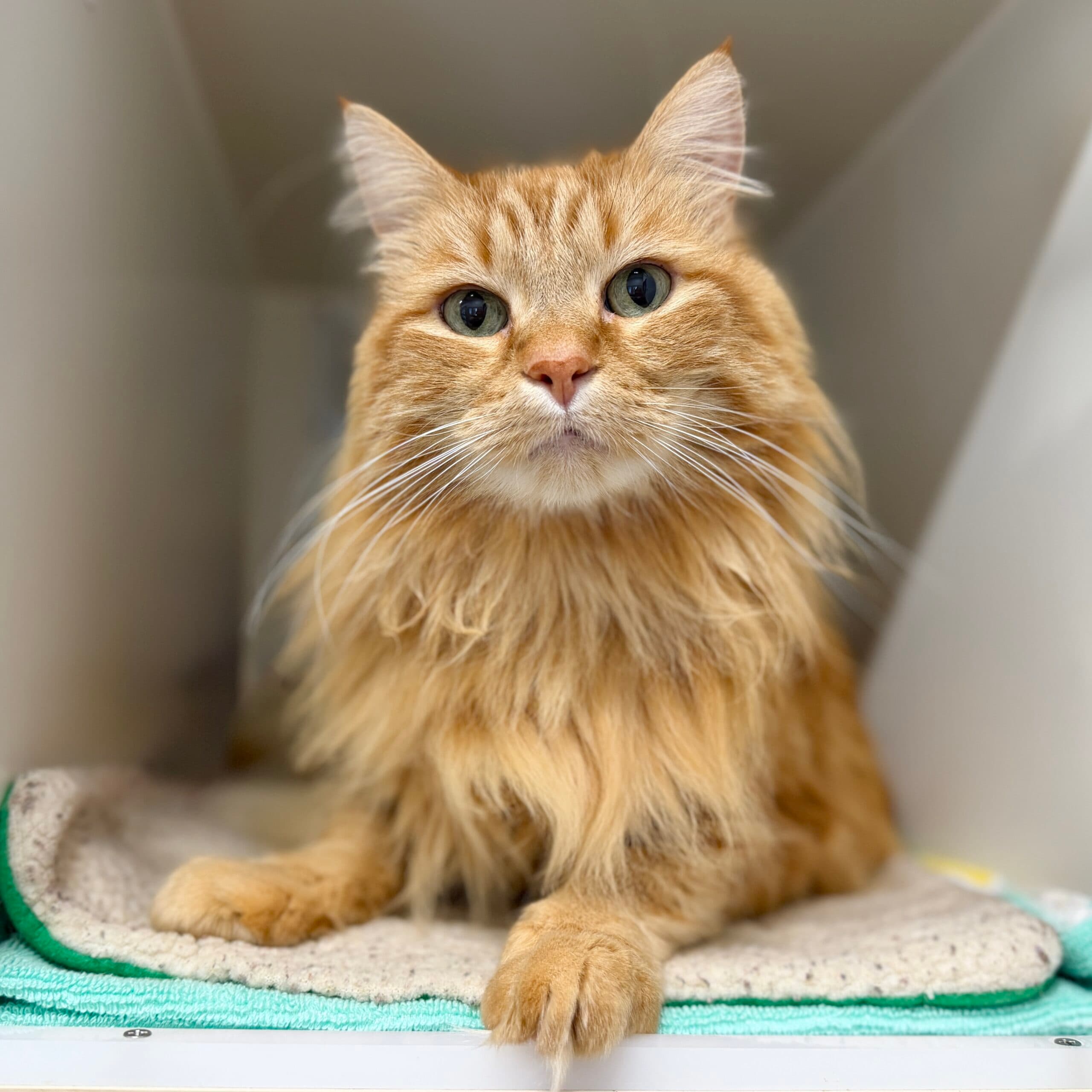 Cooper - Domestic Shorthair cat available for adoption at Lort Smith in Melbourne