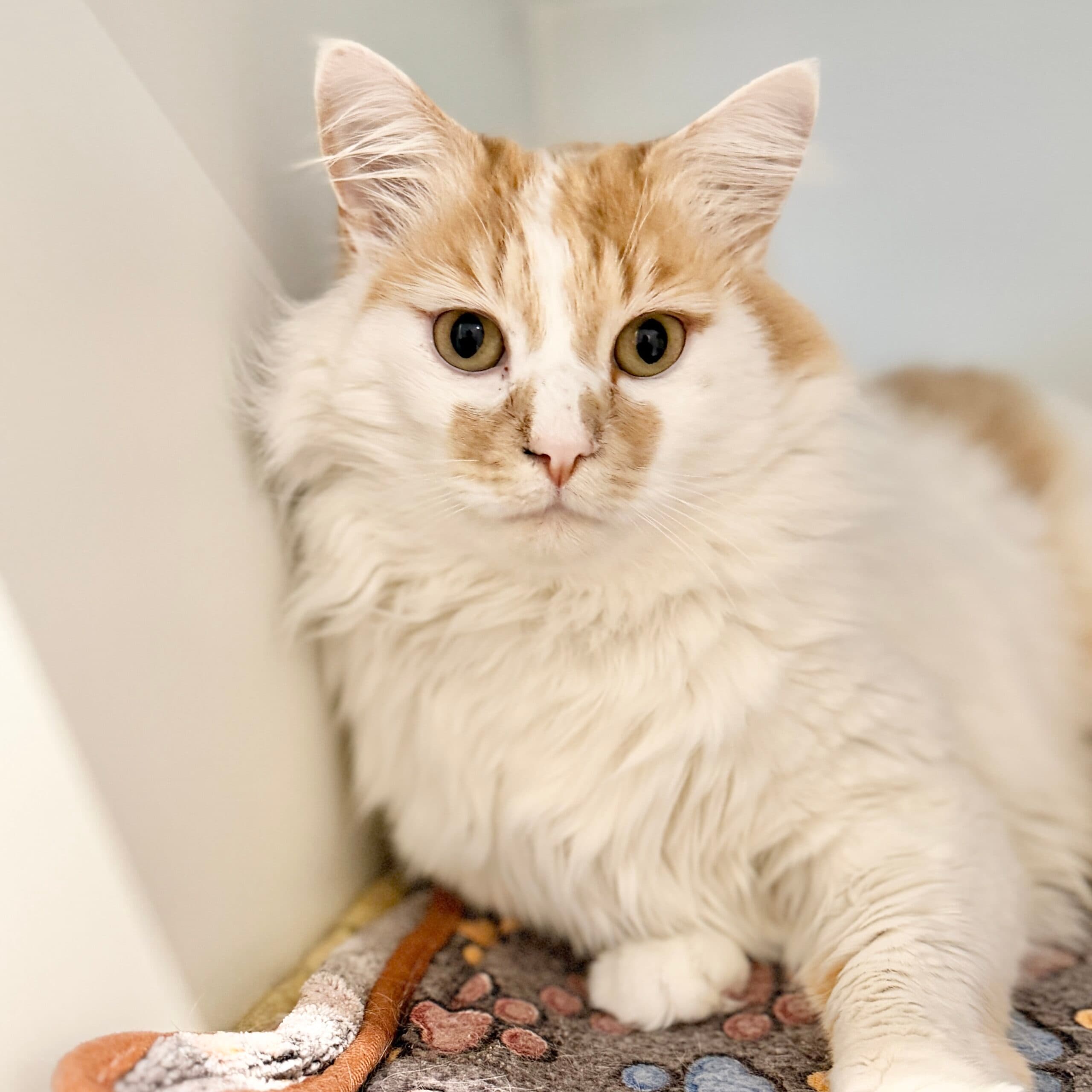 Cornflake - Domestic Shorthair cat available for adoption at Lort Smith in Melbourne